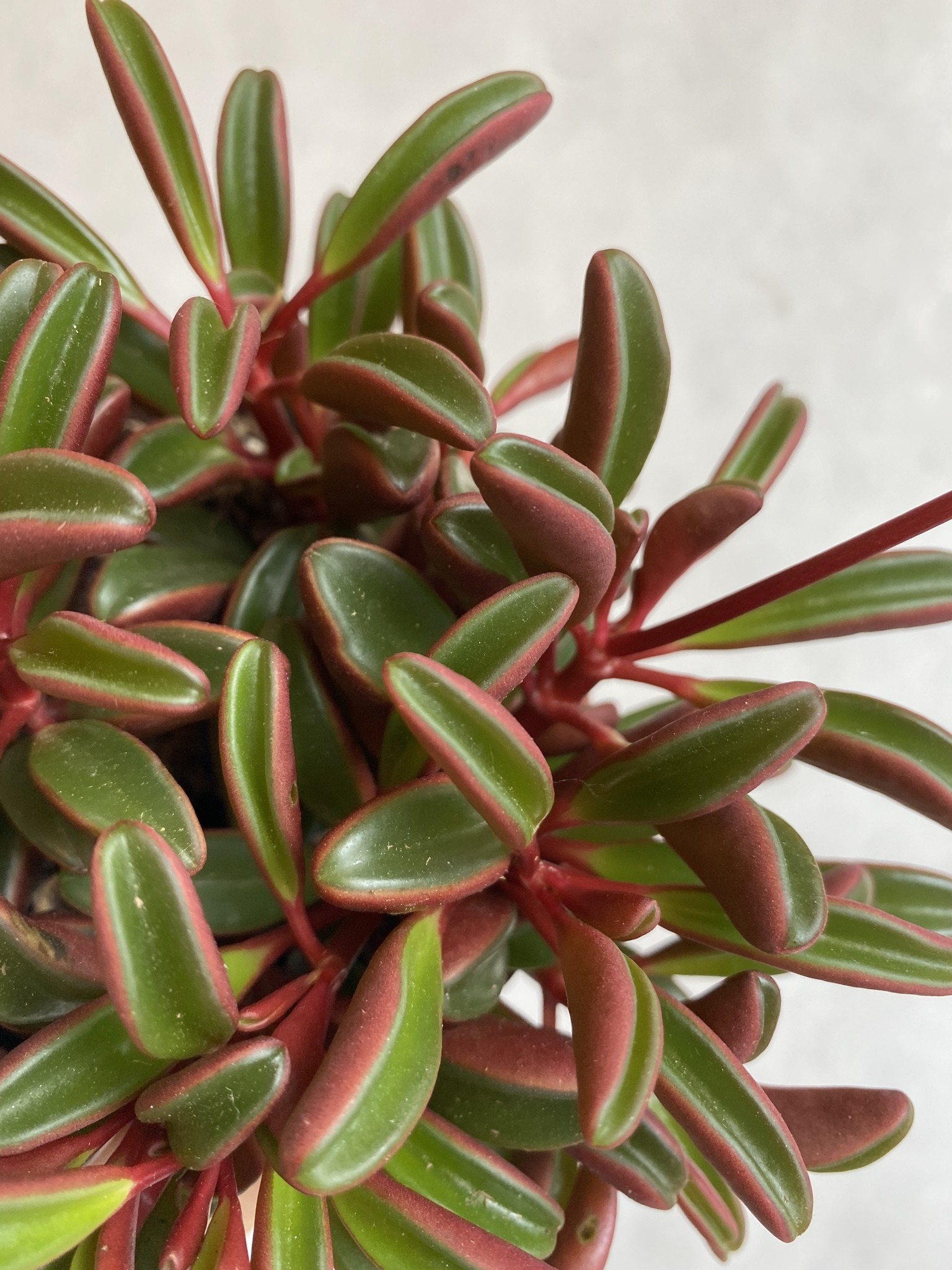 Peperomia graveolens