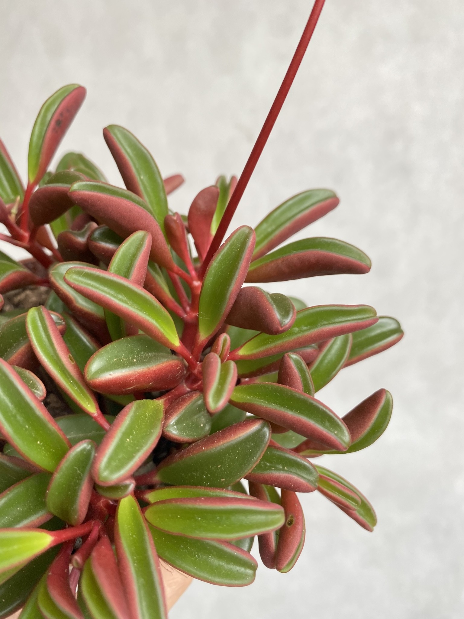 Peperomia graveolens