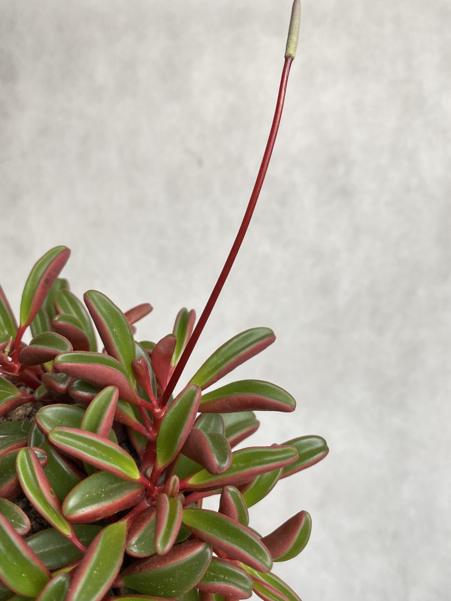 Peperomia graveolens