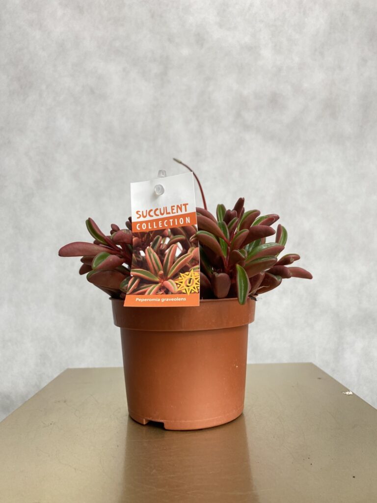 Peperomia graveolens