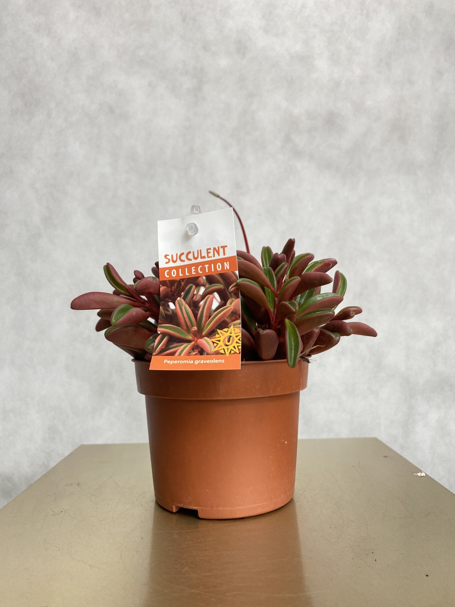 Peperomia graveolens