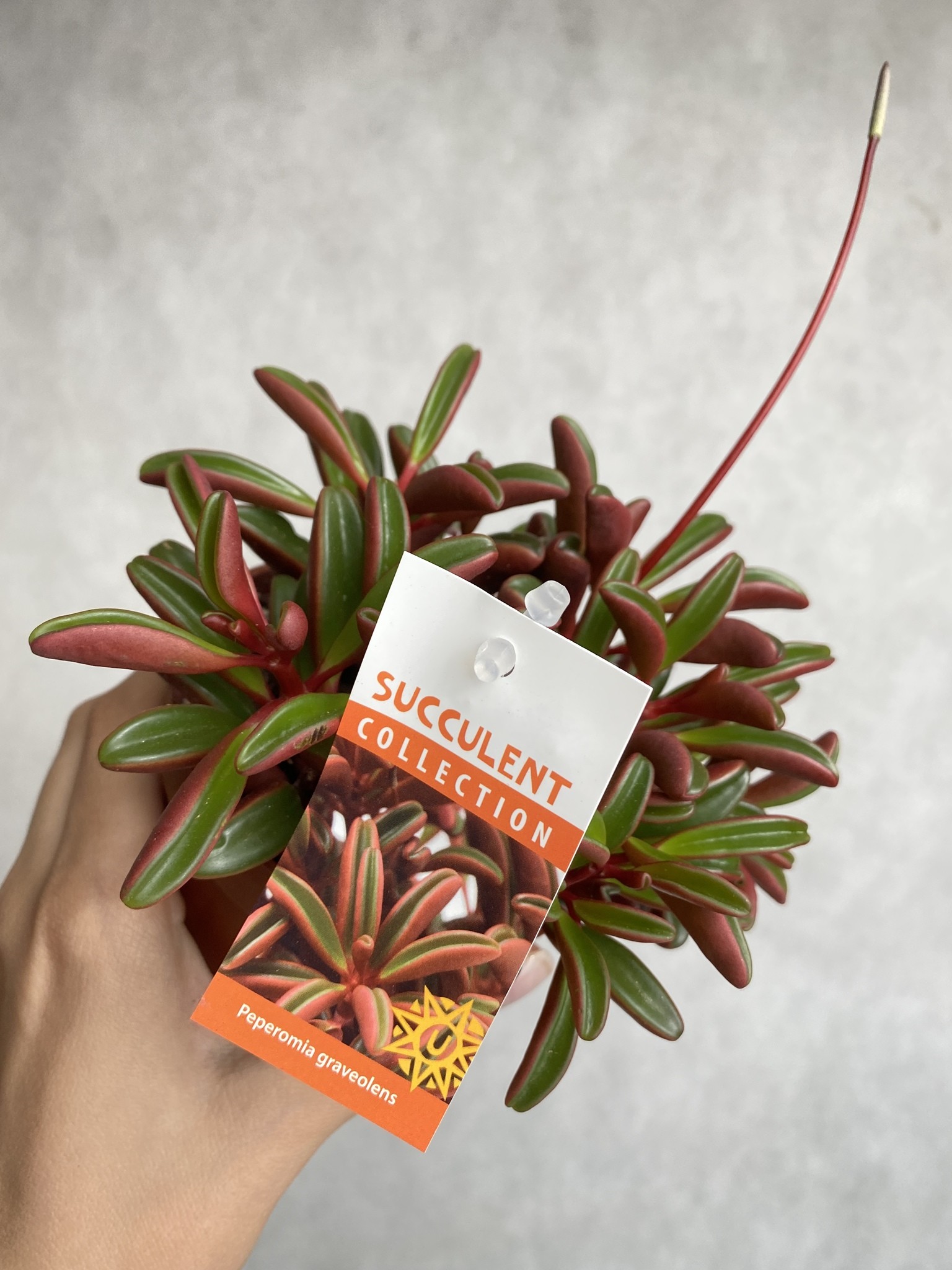 Peperomia graveolens