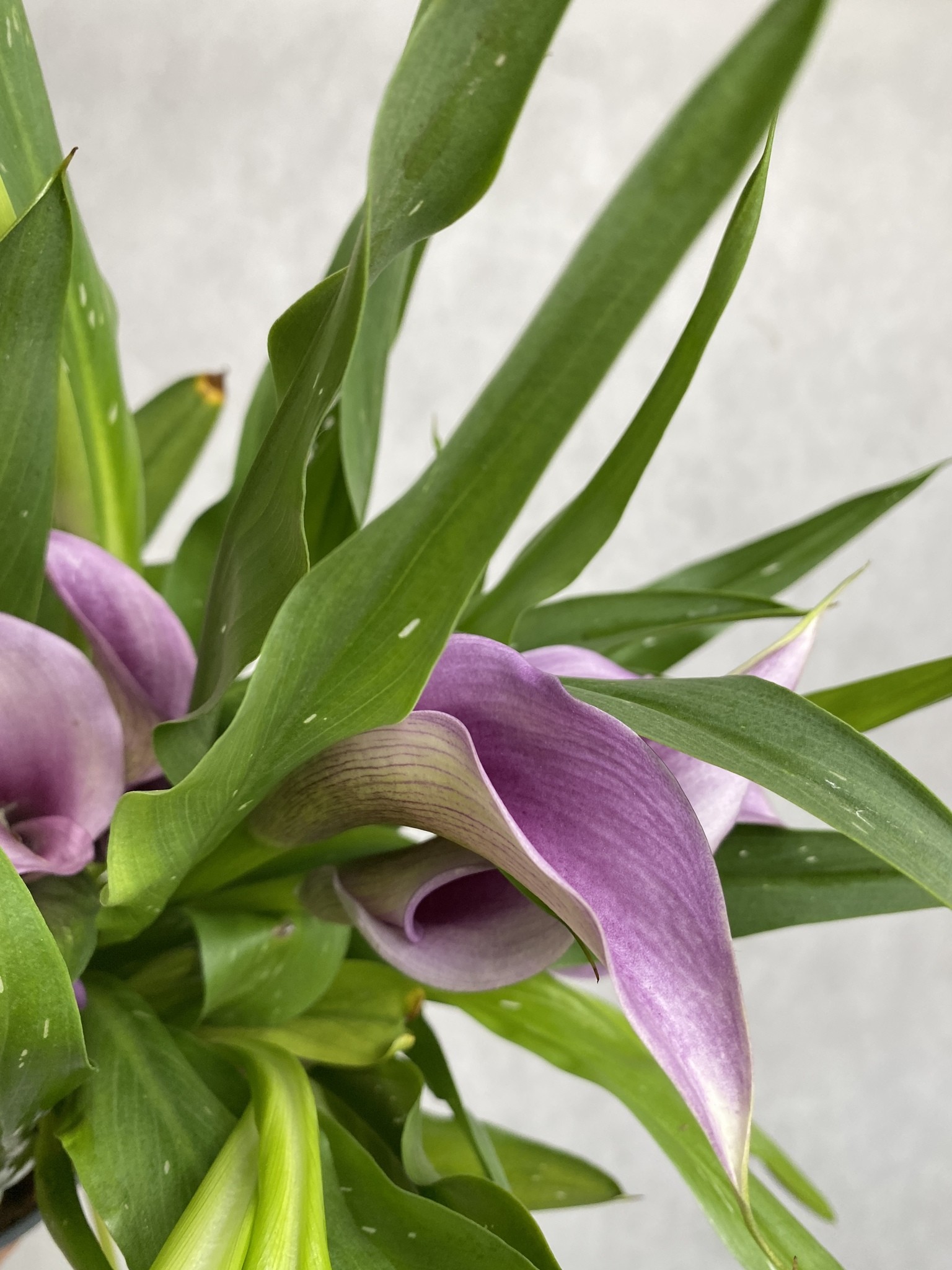 Zantedeschia Paco