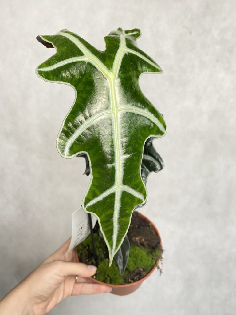 Alocasia nobilis