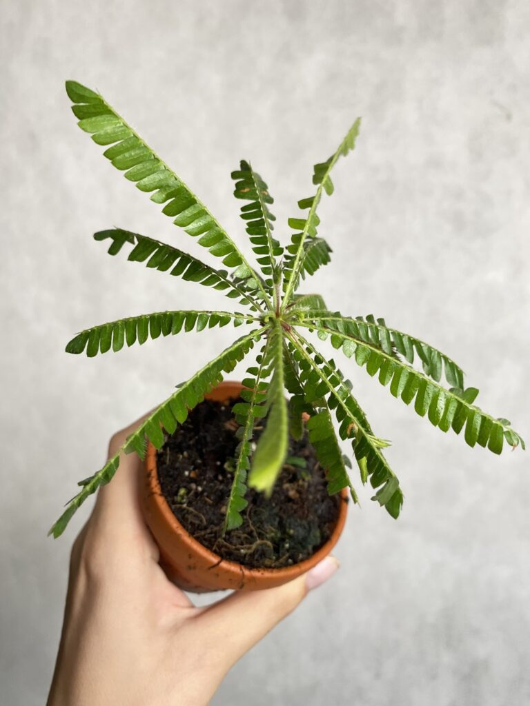 Biophytum sensitivum
