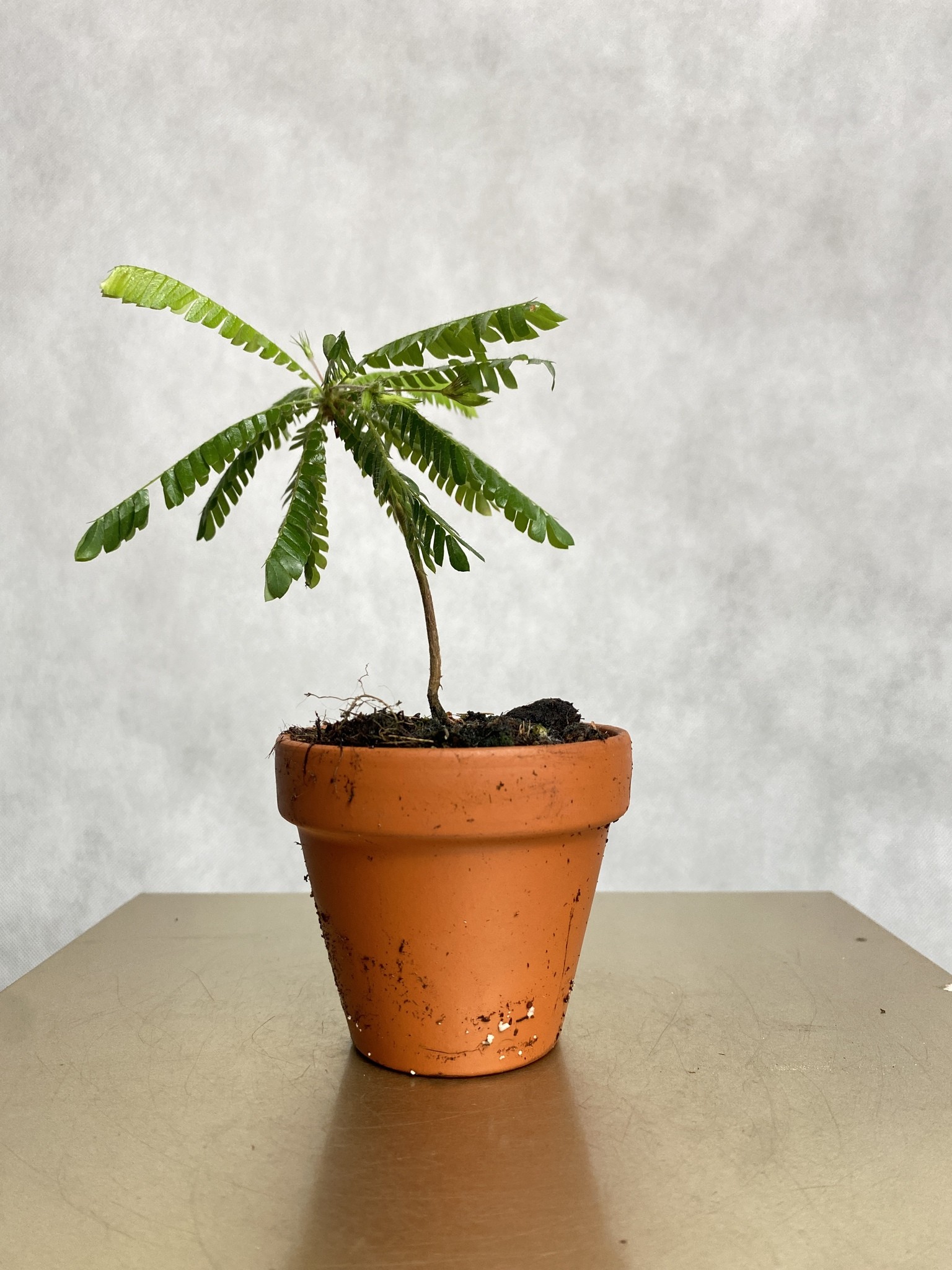 Biophytum sensitivum