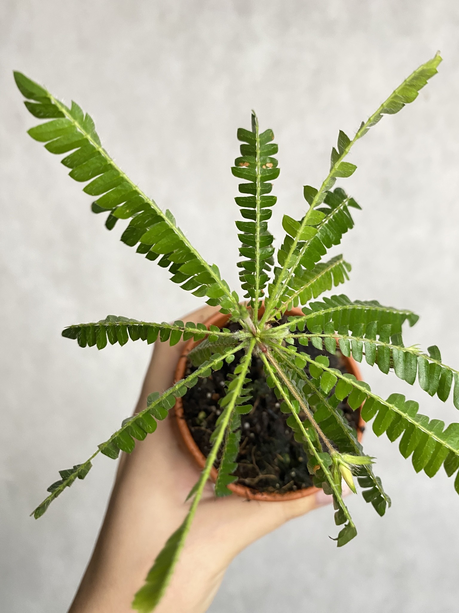 Biophytum sensitivum