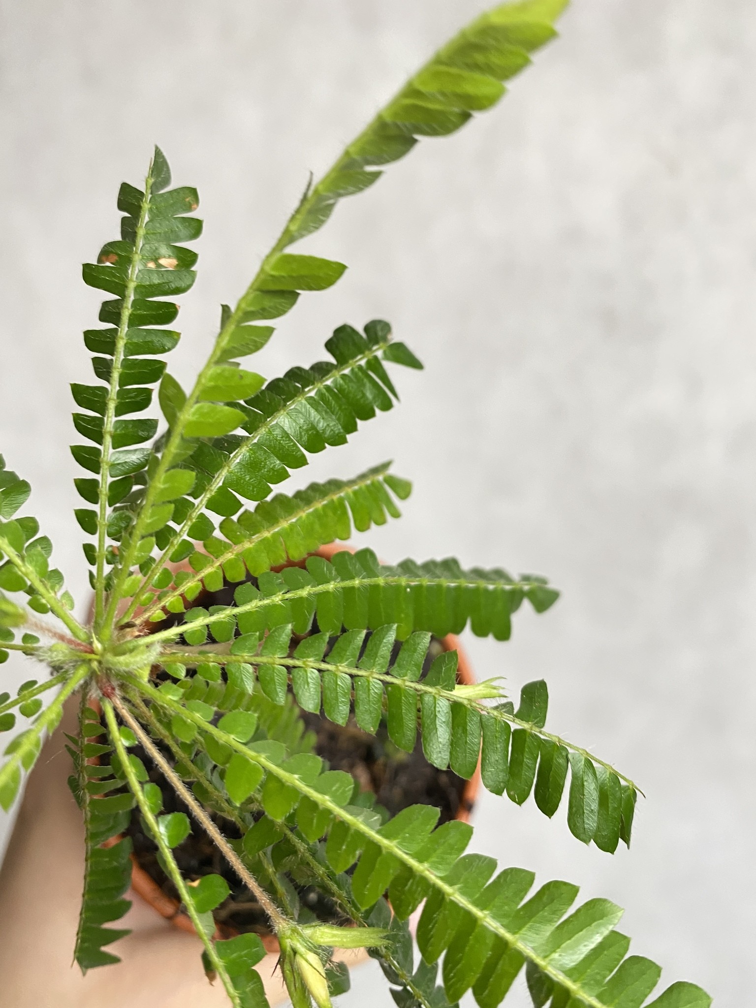 Biophytum sensitivum