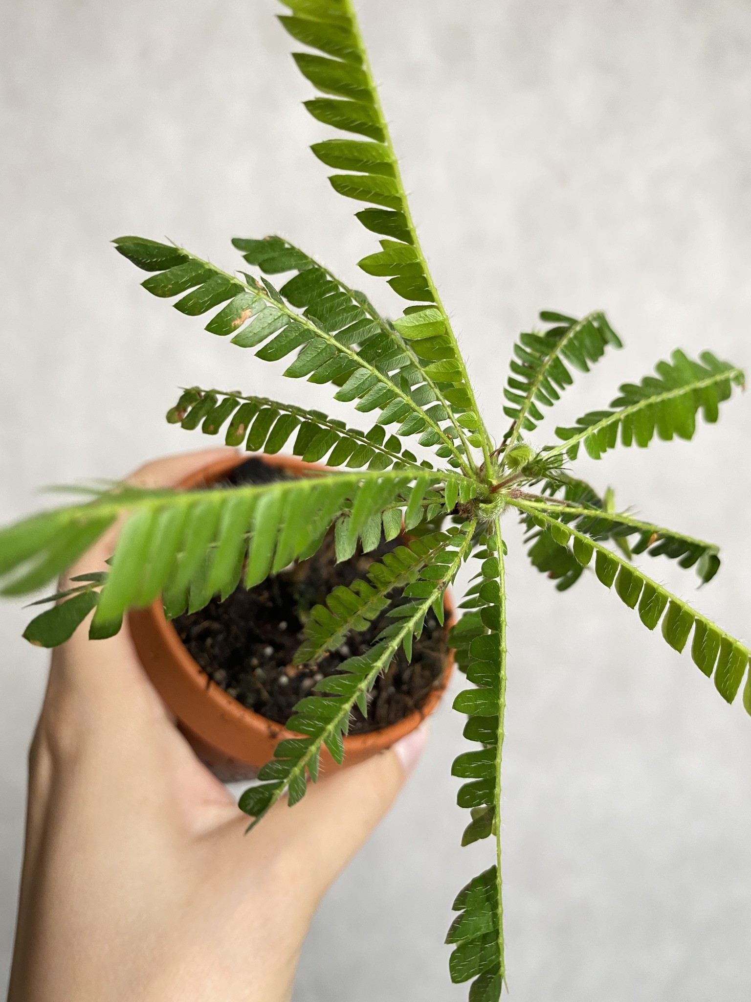 Biophytum sensitivum