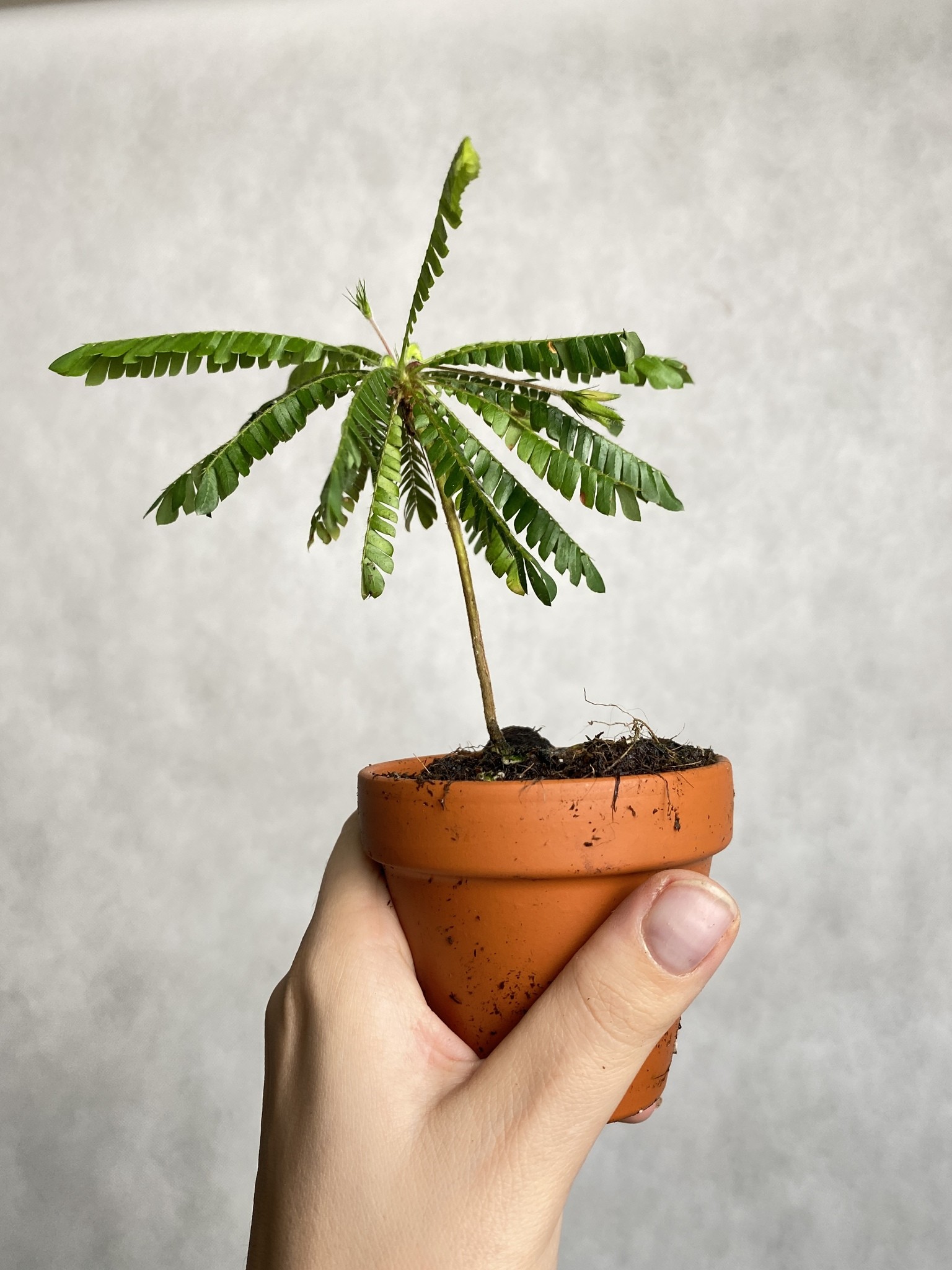 Biophytum sensitivum