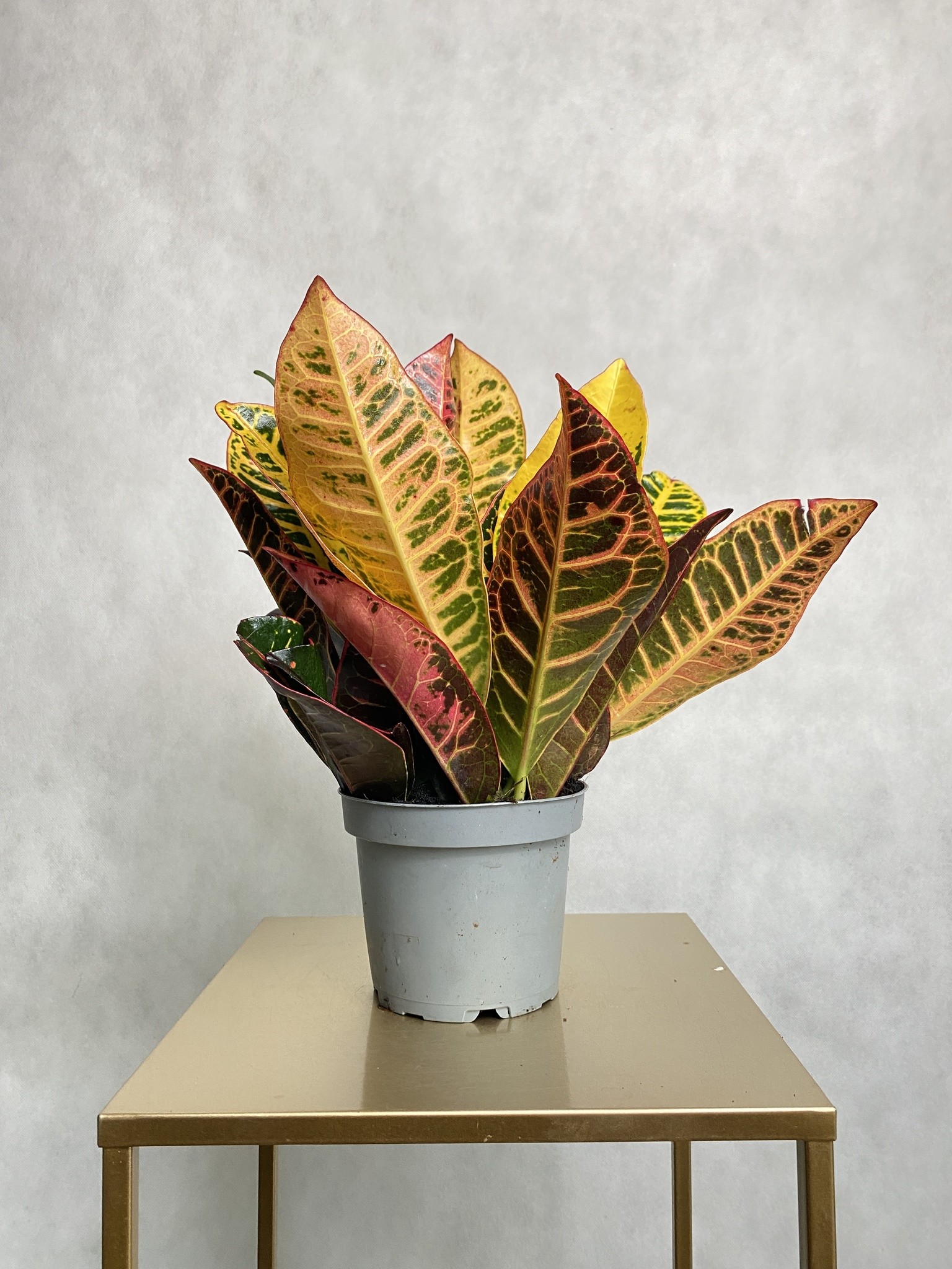 Codiaeum Petra (kroton)
