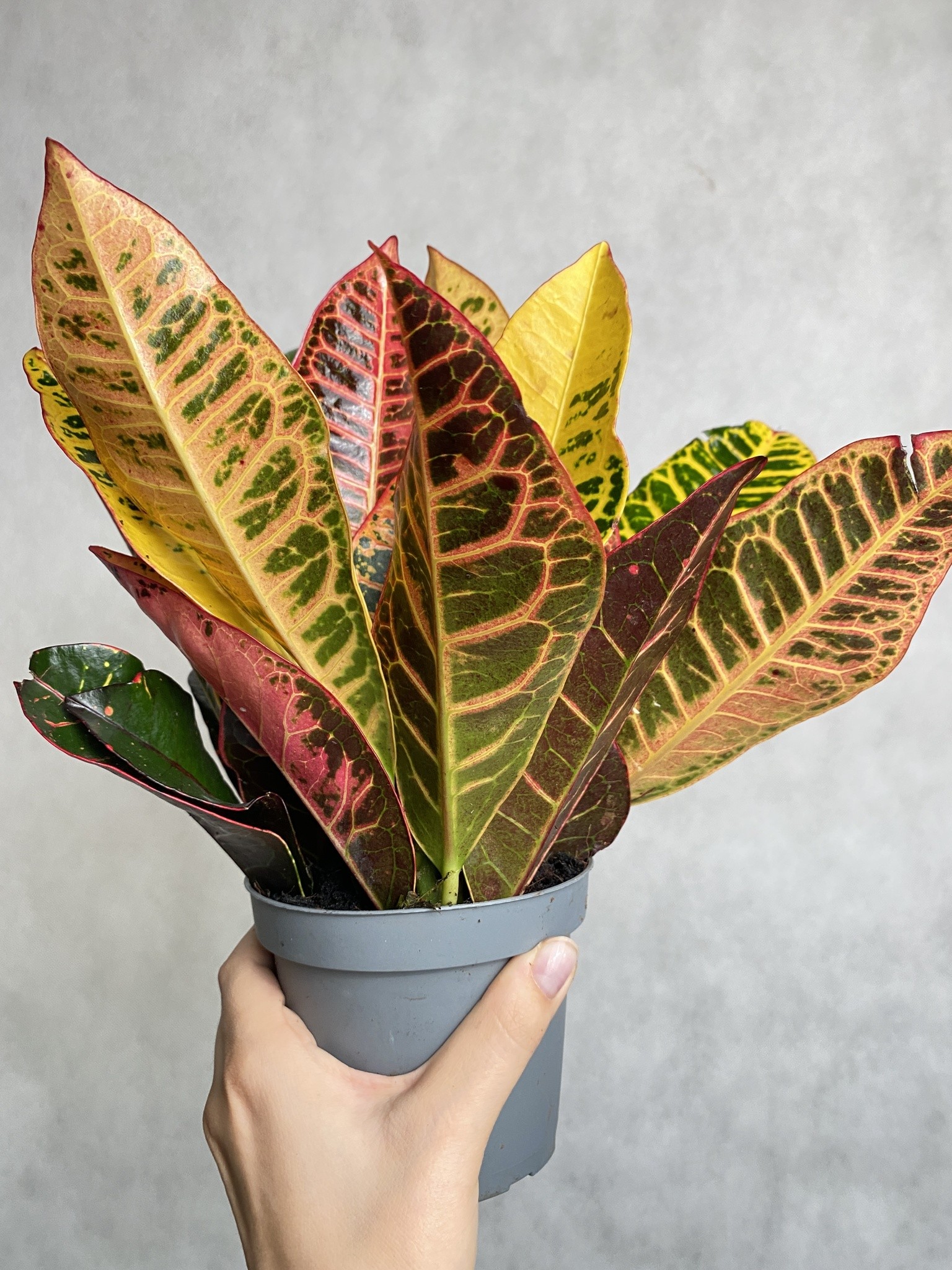 Codiaeum Petra (kroton)