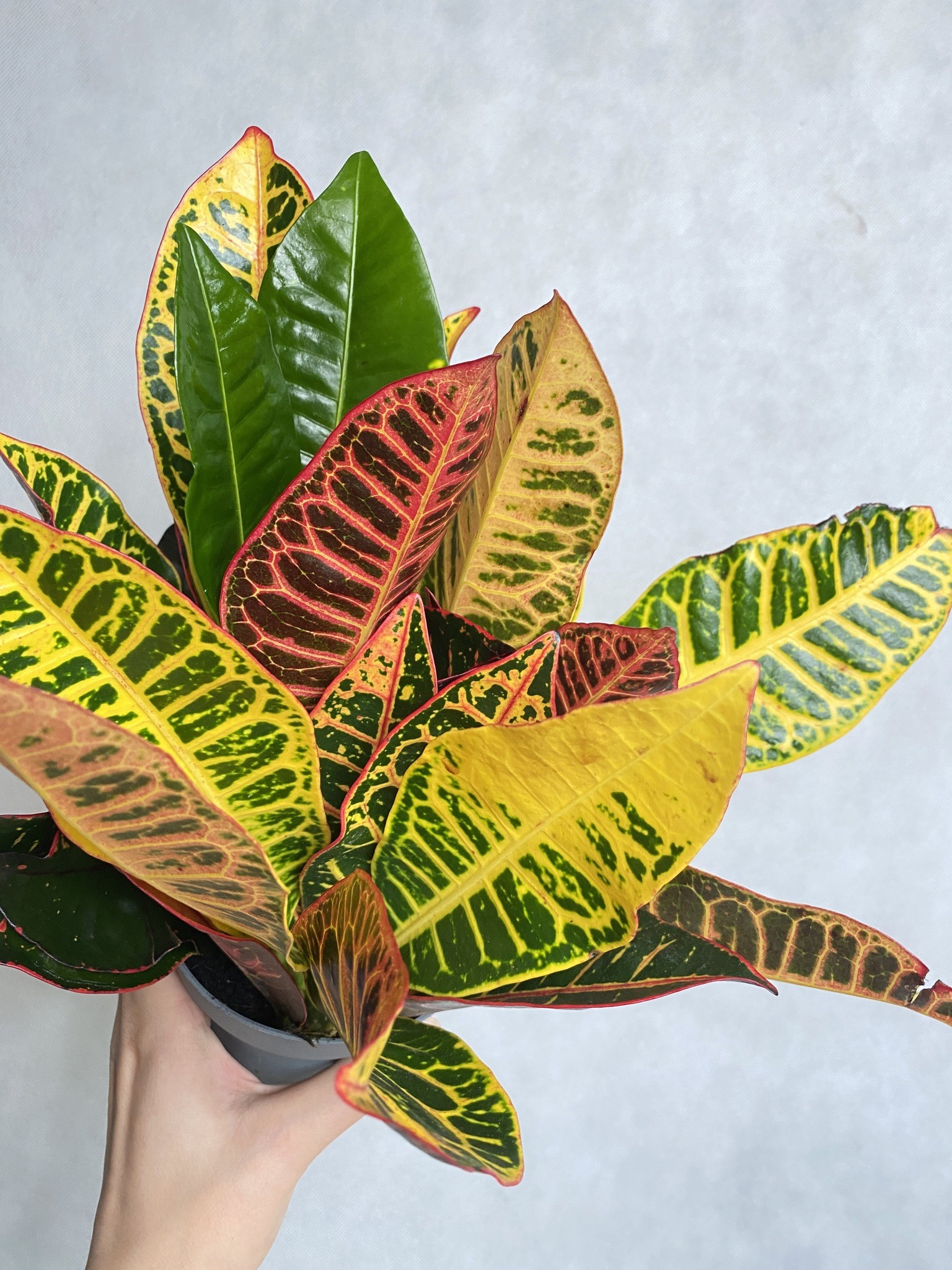 Codiaeum Petra (kroton)