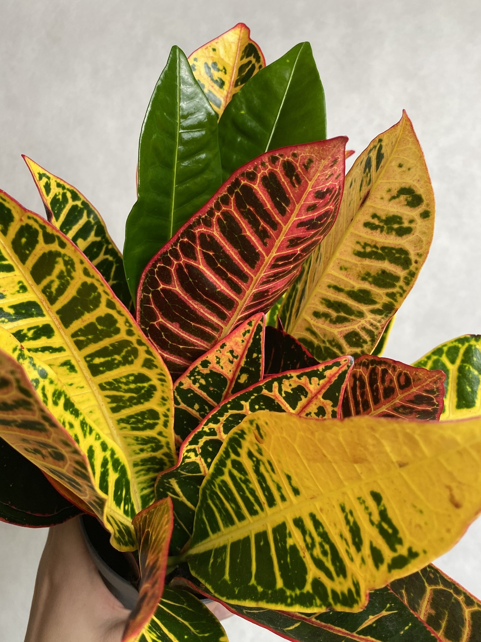 Codiaeum Petra (kroton)