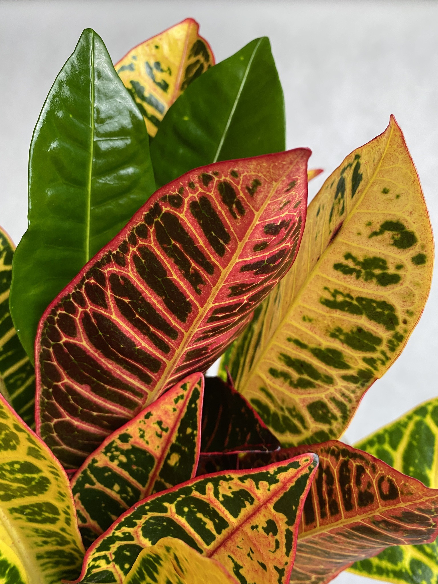 Codiaeum Petra (kroton)