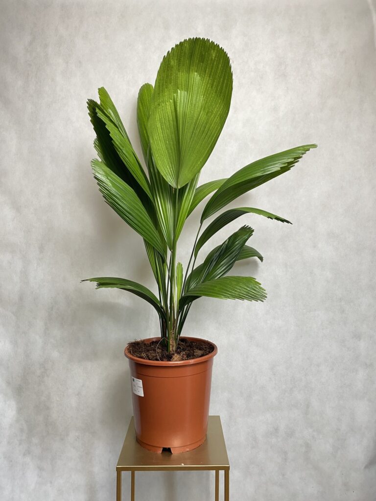 Licuala Grandis