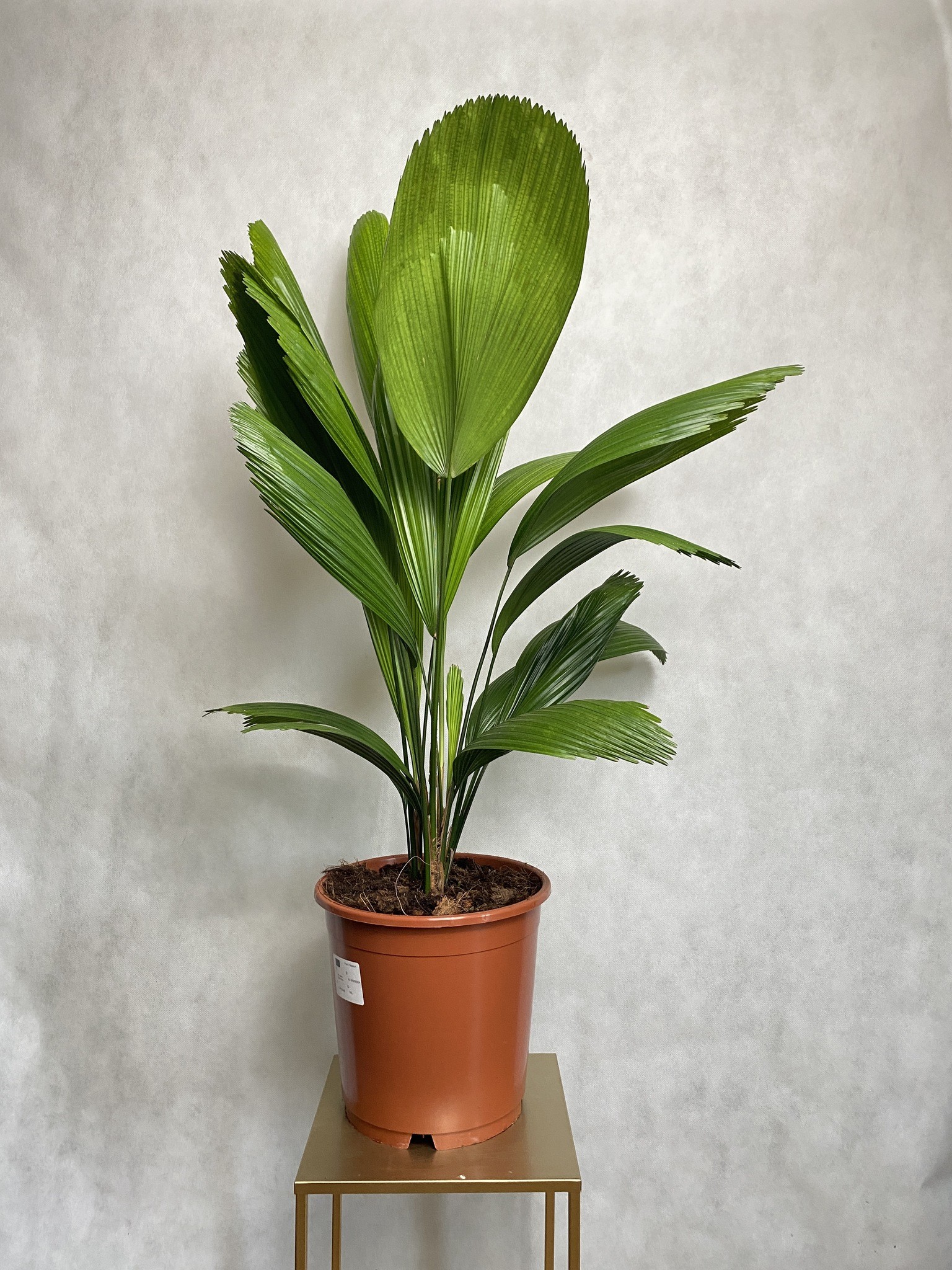 Licuala Grandis