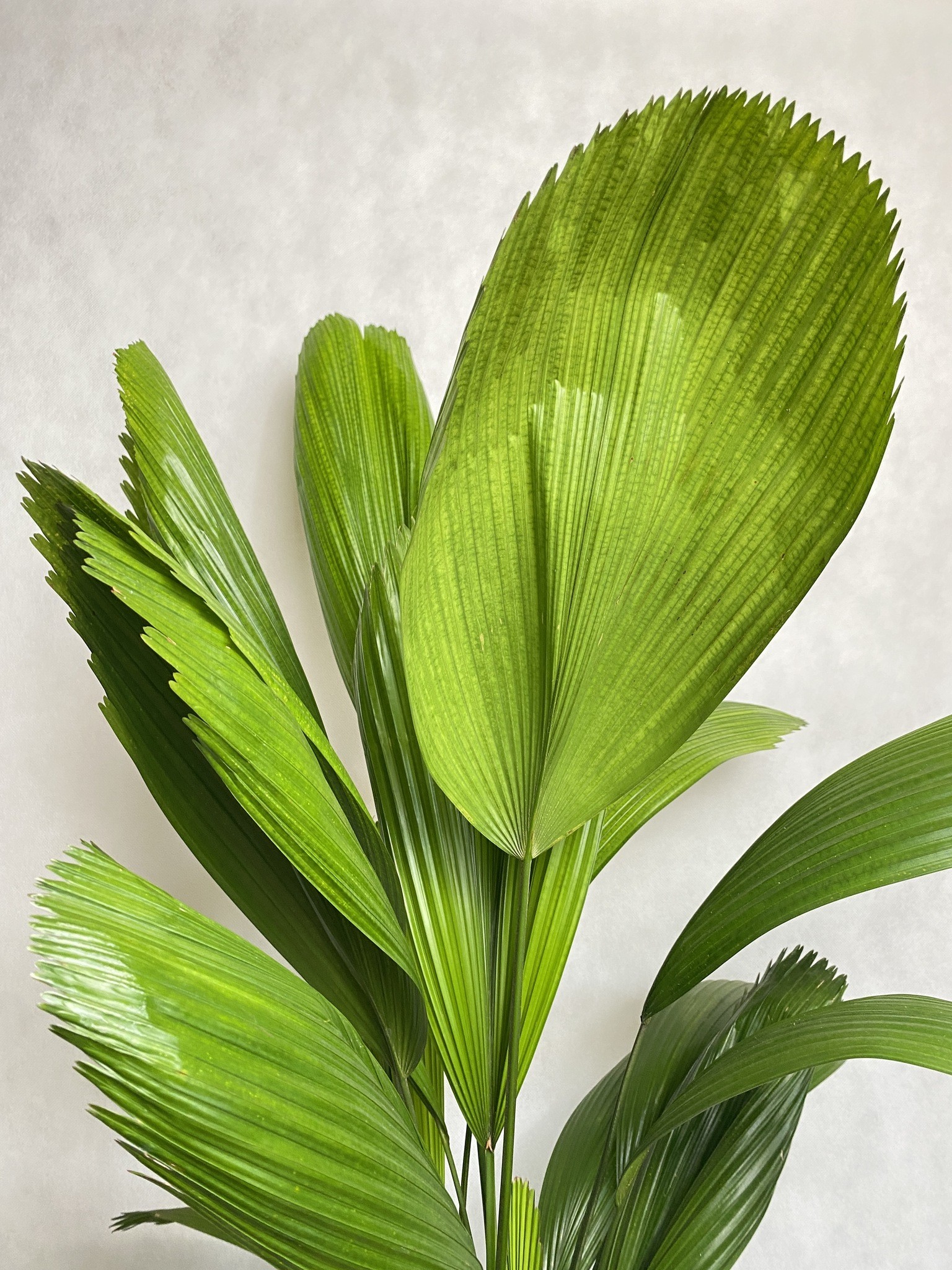 Licuala Grandis