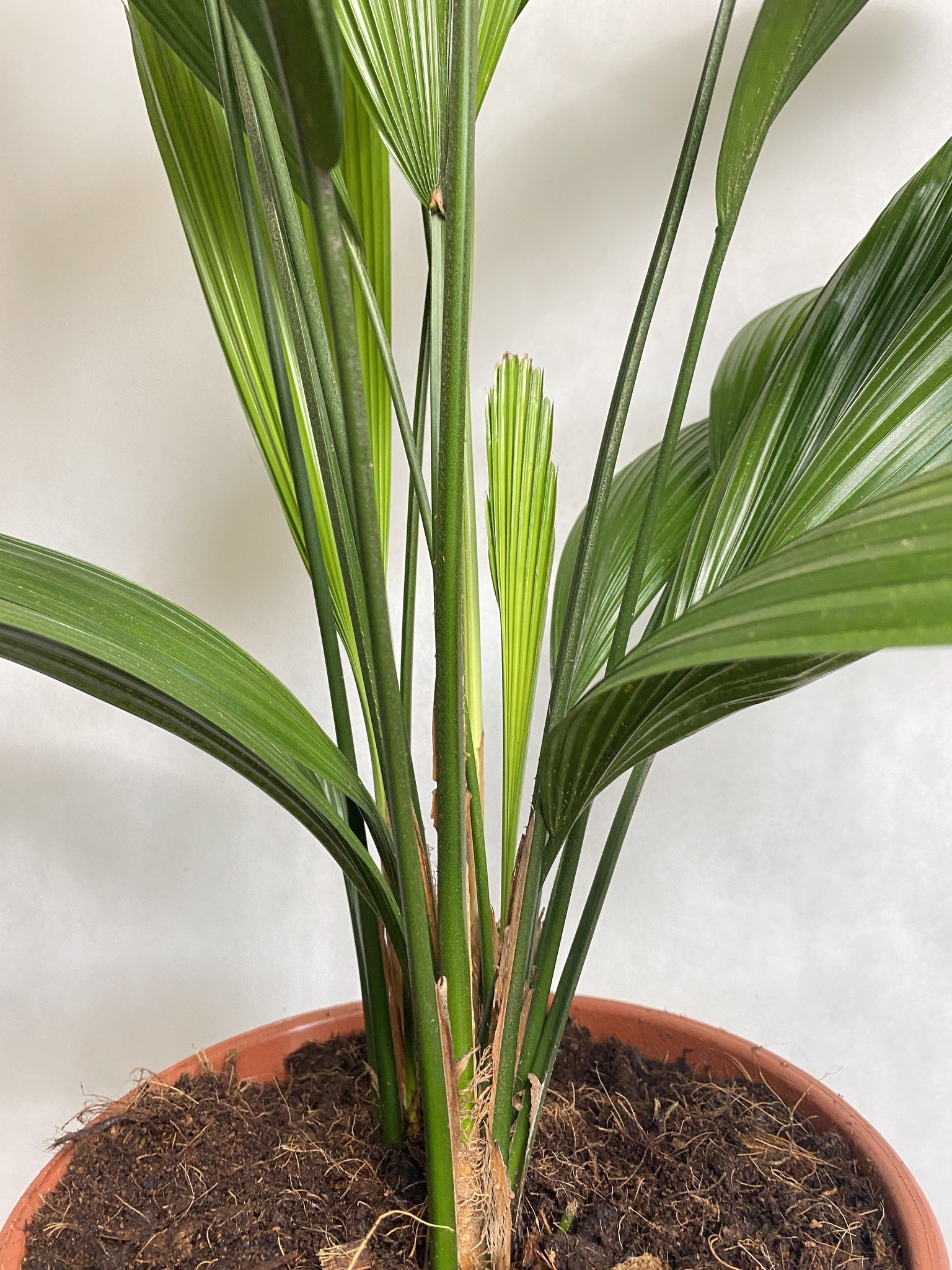 Licuala Grandis