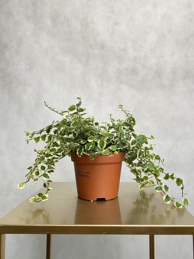 Ficus White Sunny (fikus)