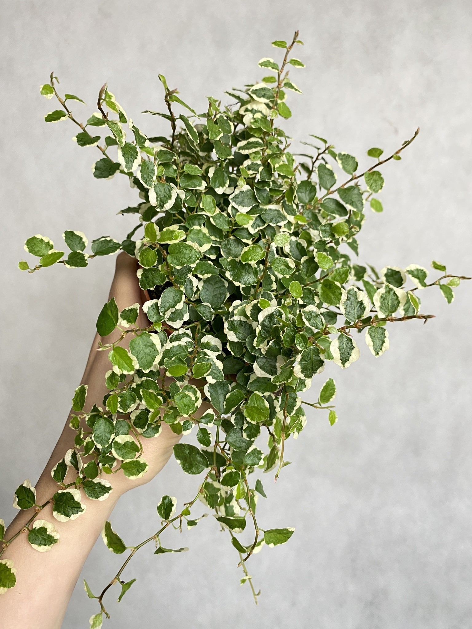 Ficus White Sunny (fikus)