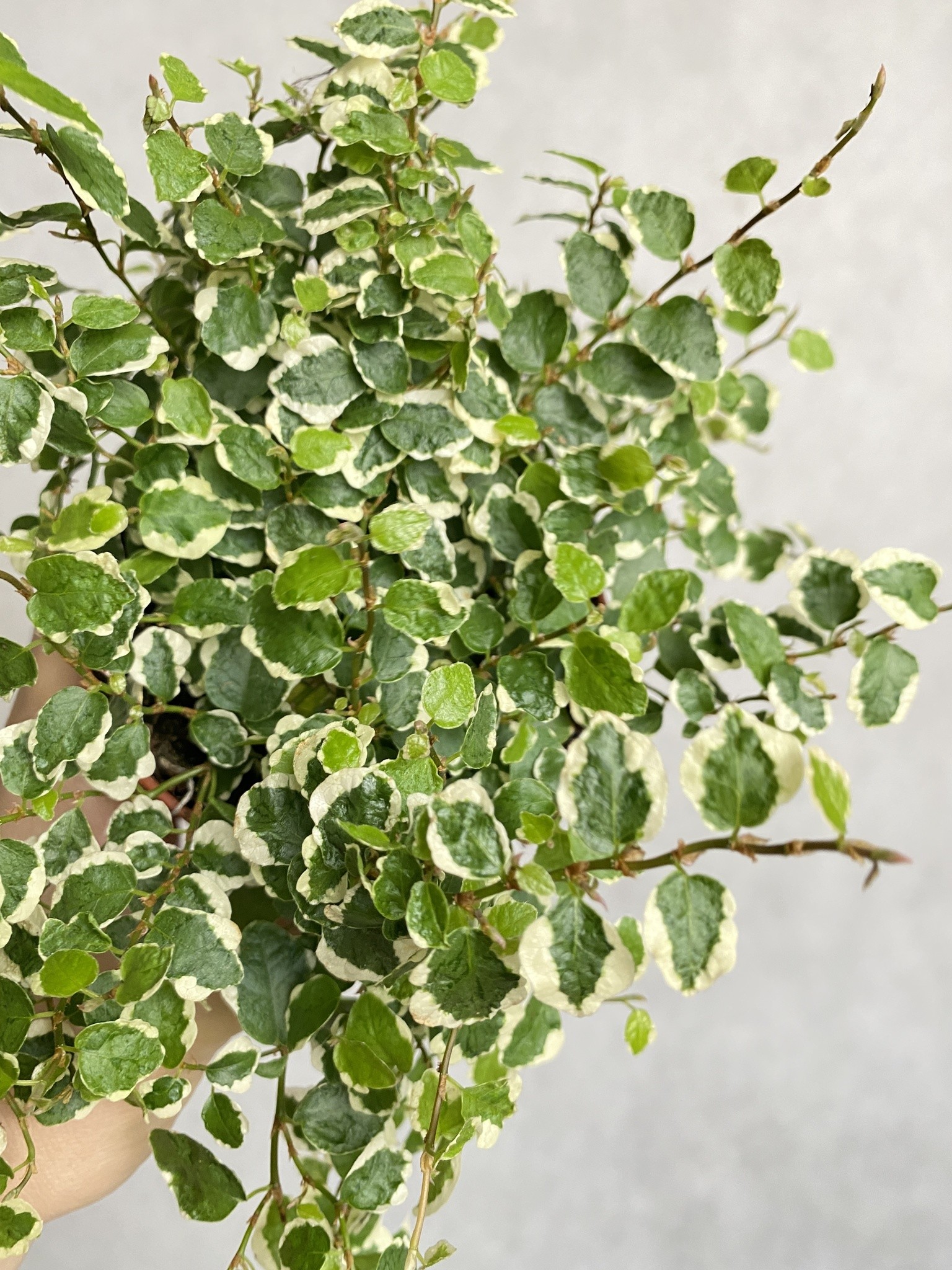 Ficus White Sunny (fikus)