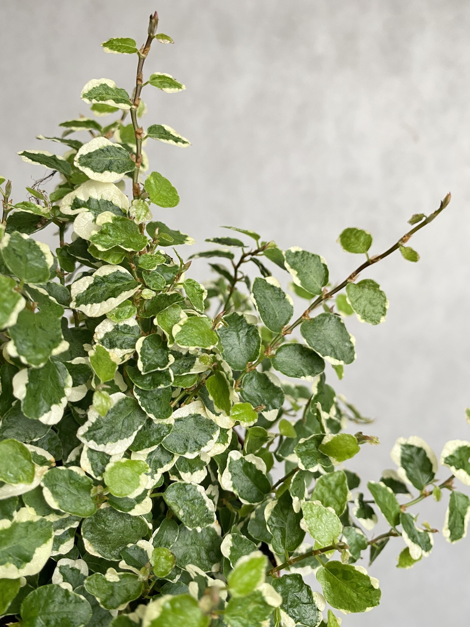 Ficus White Sunny (fikus)