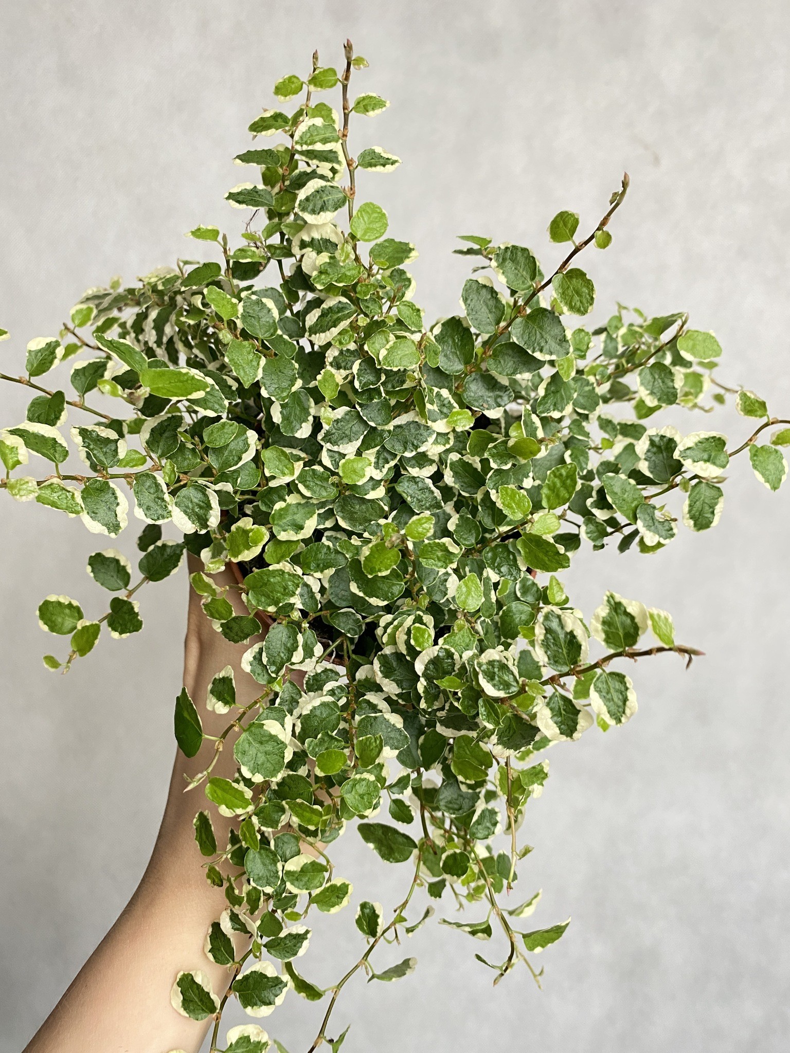 Ficus White Sunny (fikus)