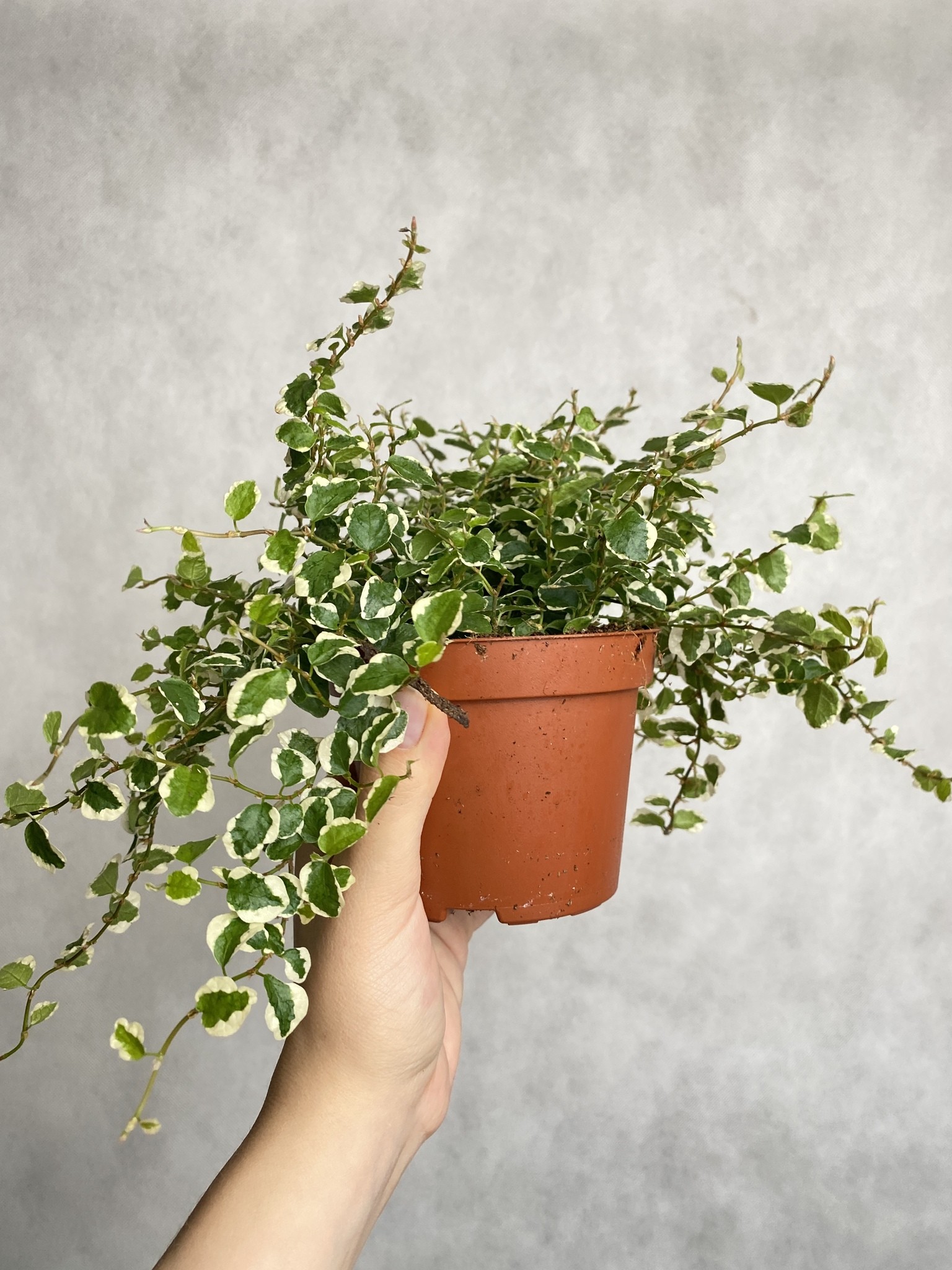 Ficus White Sunny (fikus)