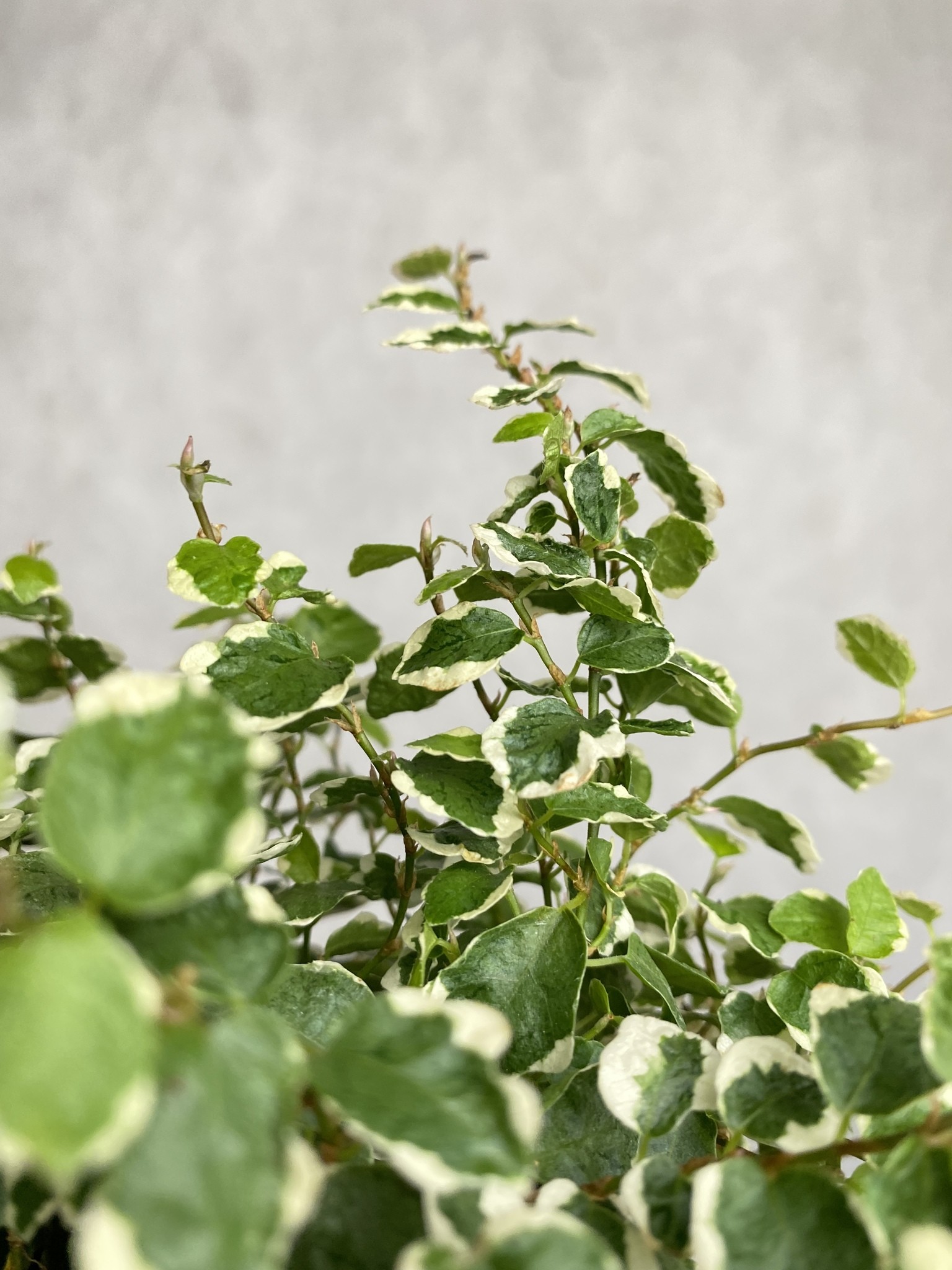 Ficus White Sunny (fikus)