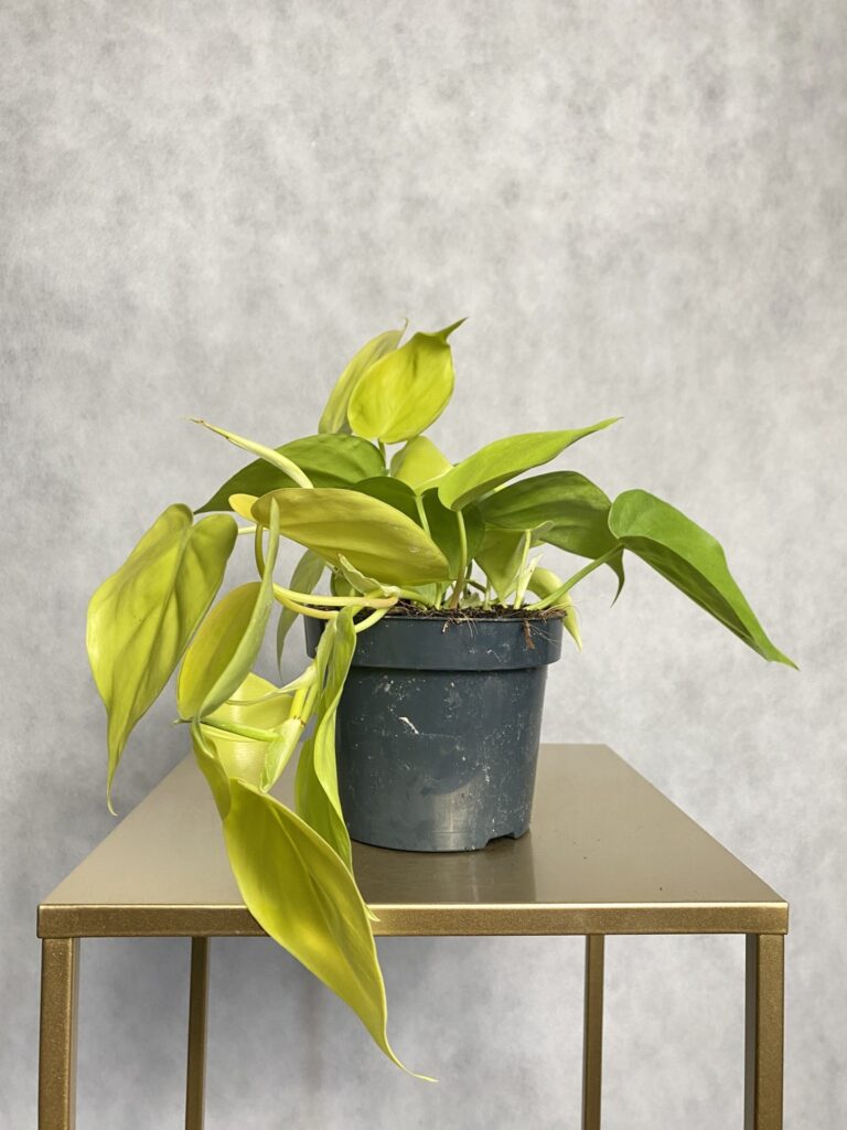 Philodendron Lime