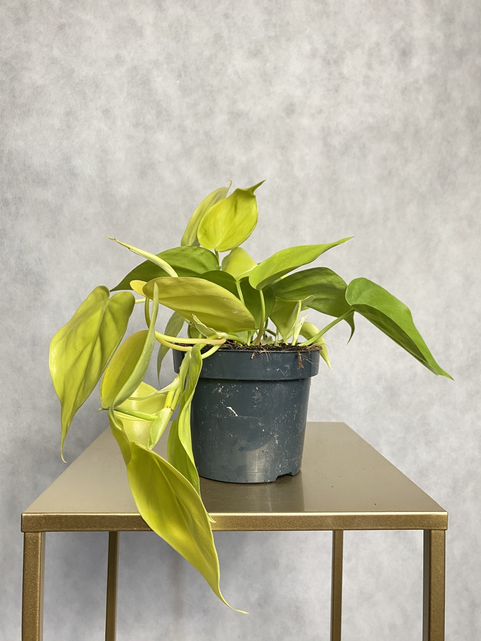 Philodendron Lime