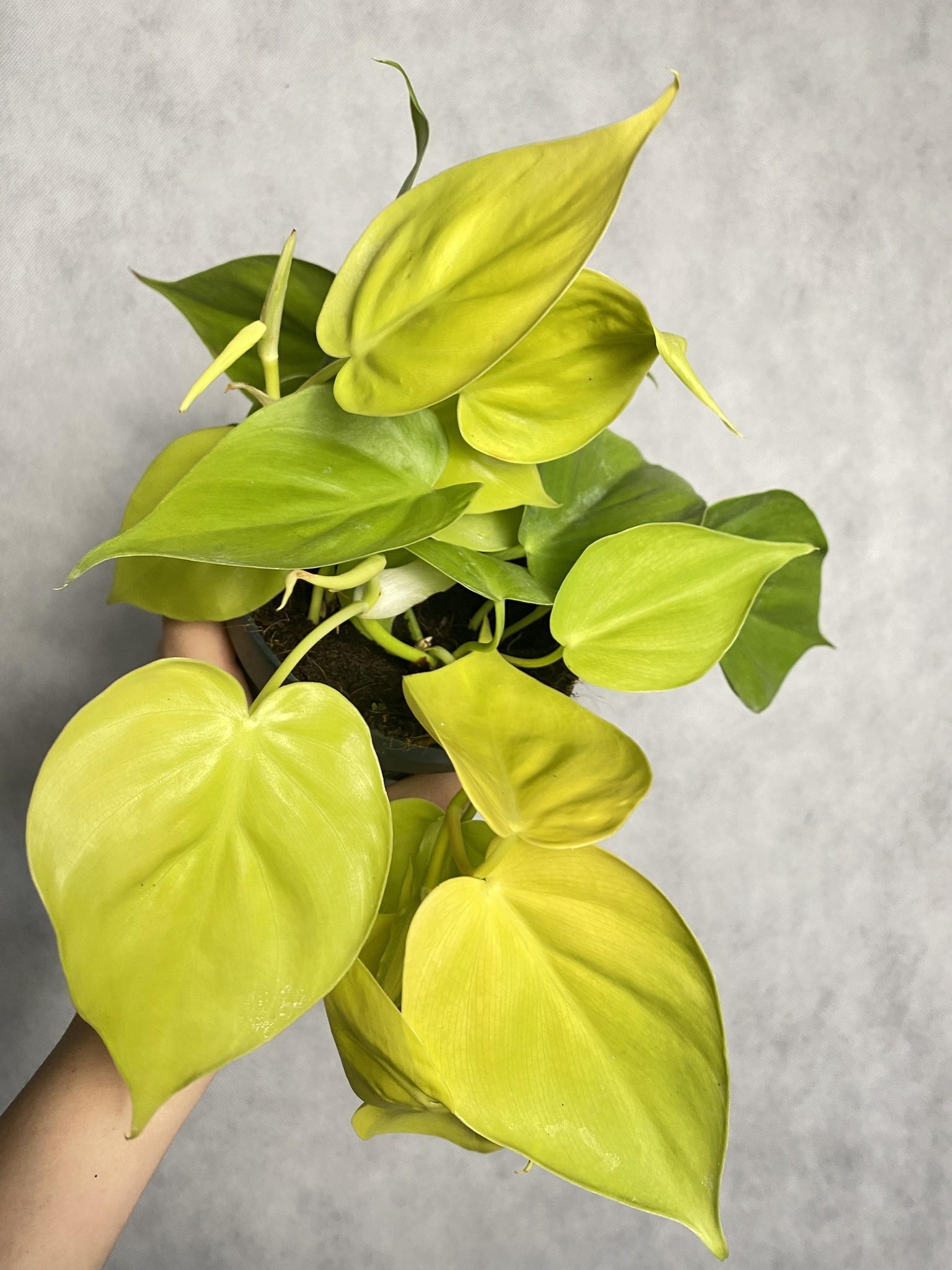 Philodendron Lime