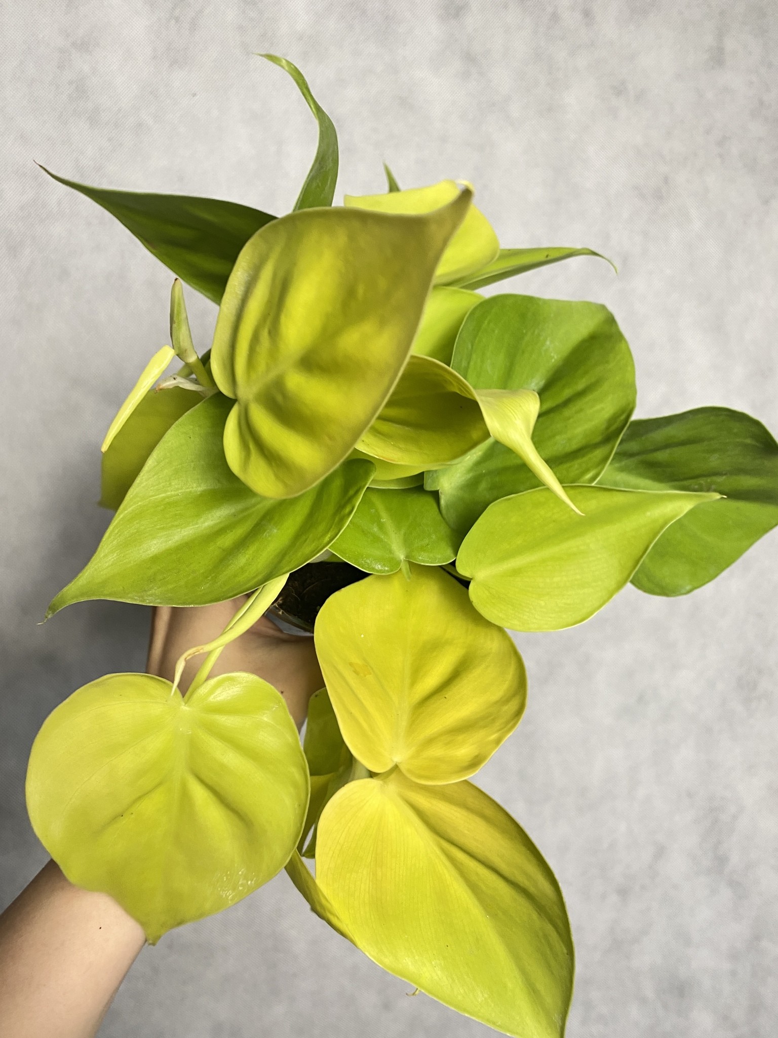 Philodendron Lime