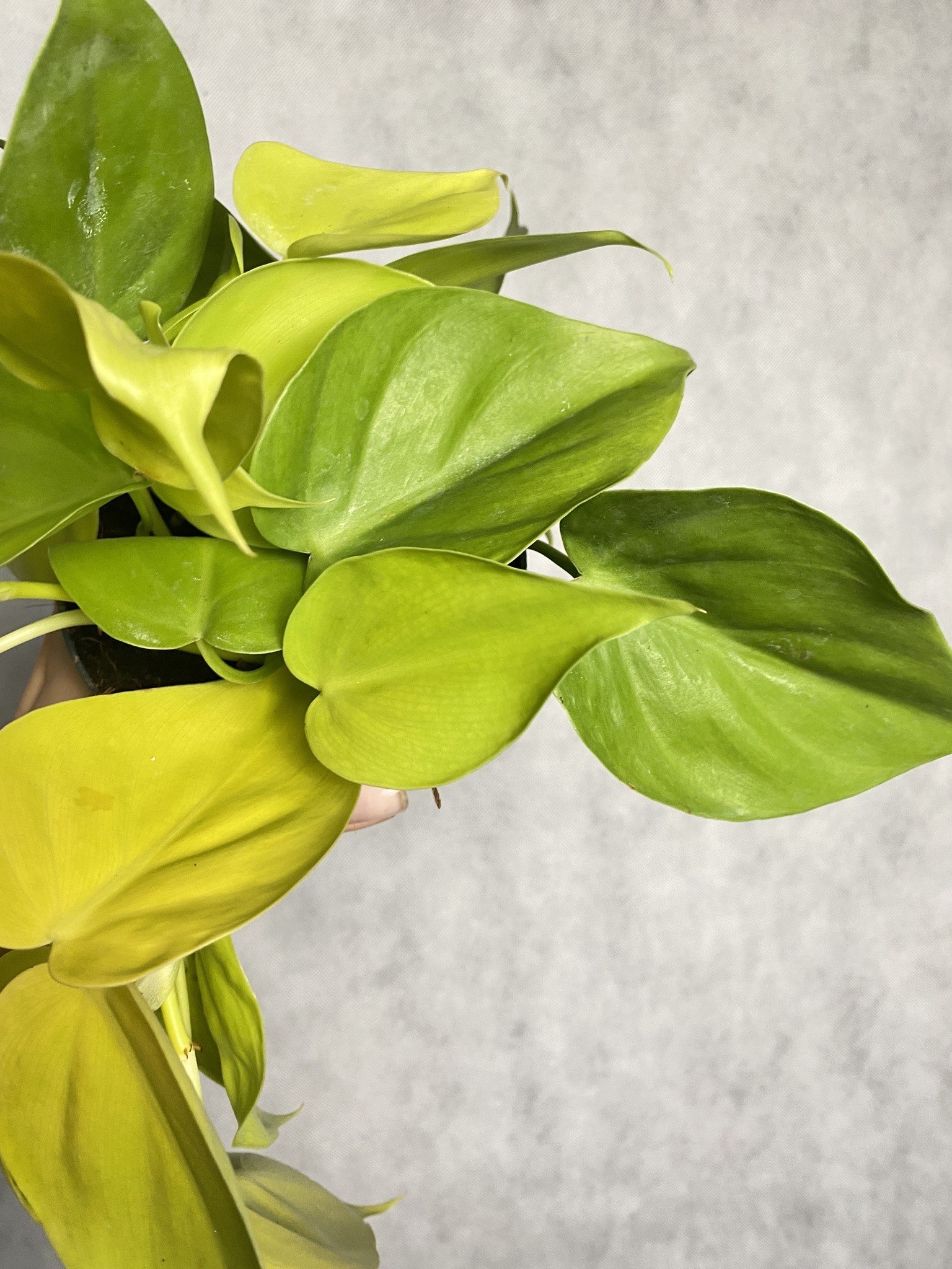 Philodendron Lime
