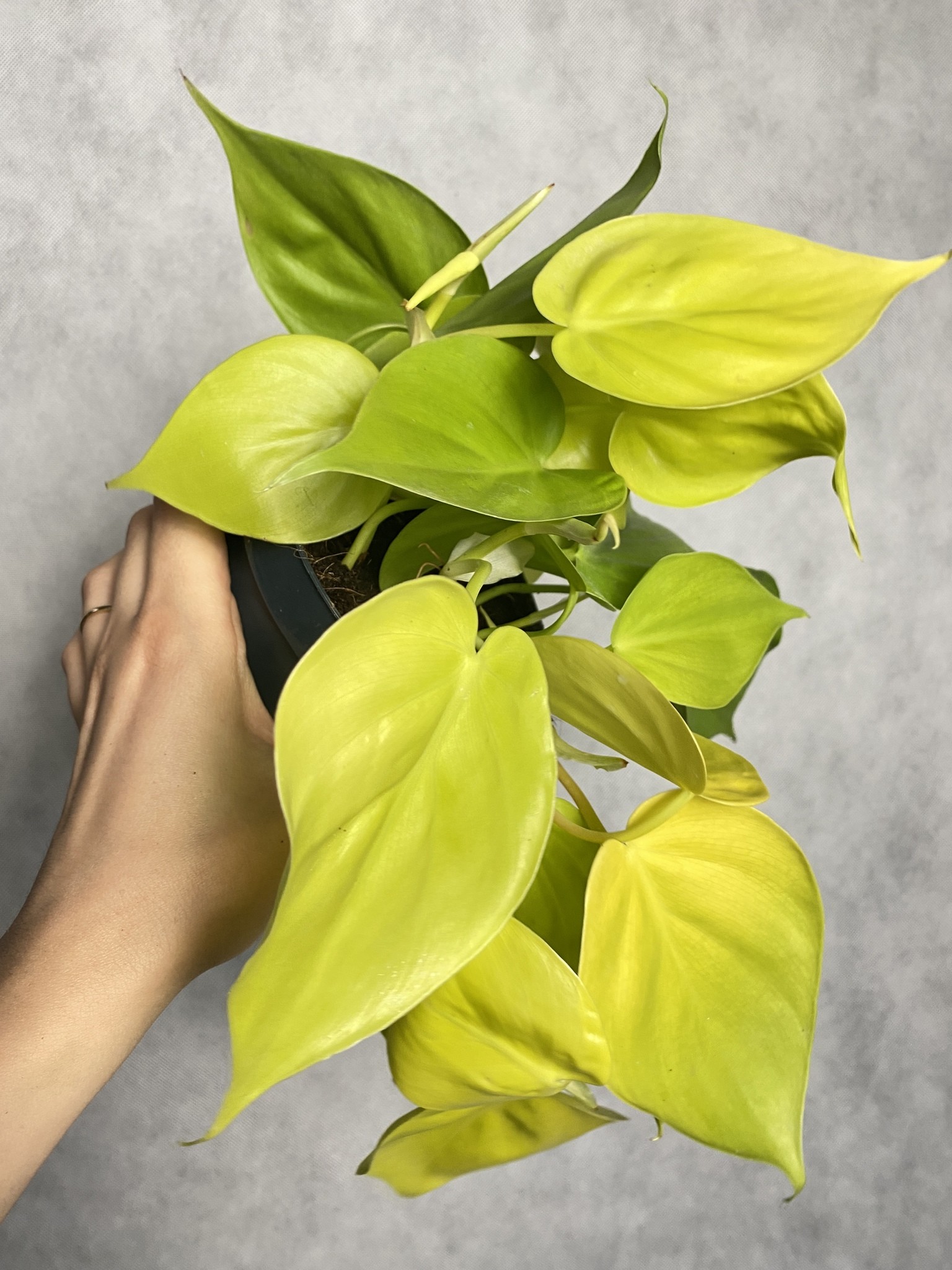 Philodendron Lime