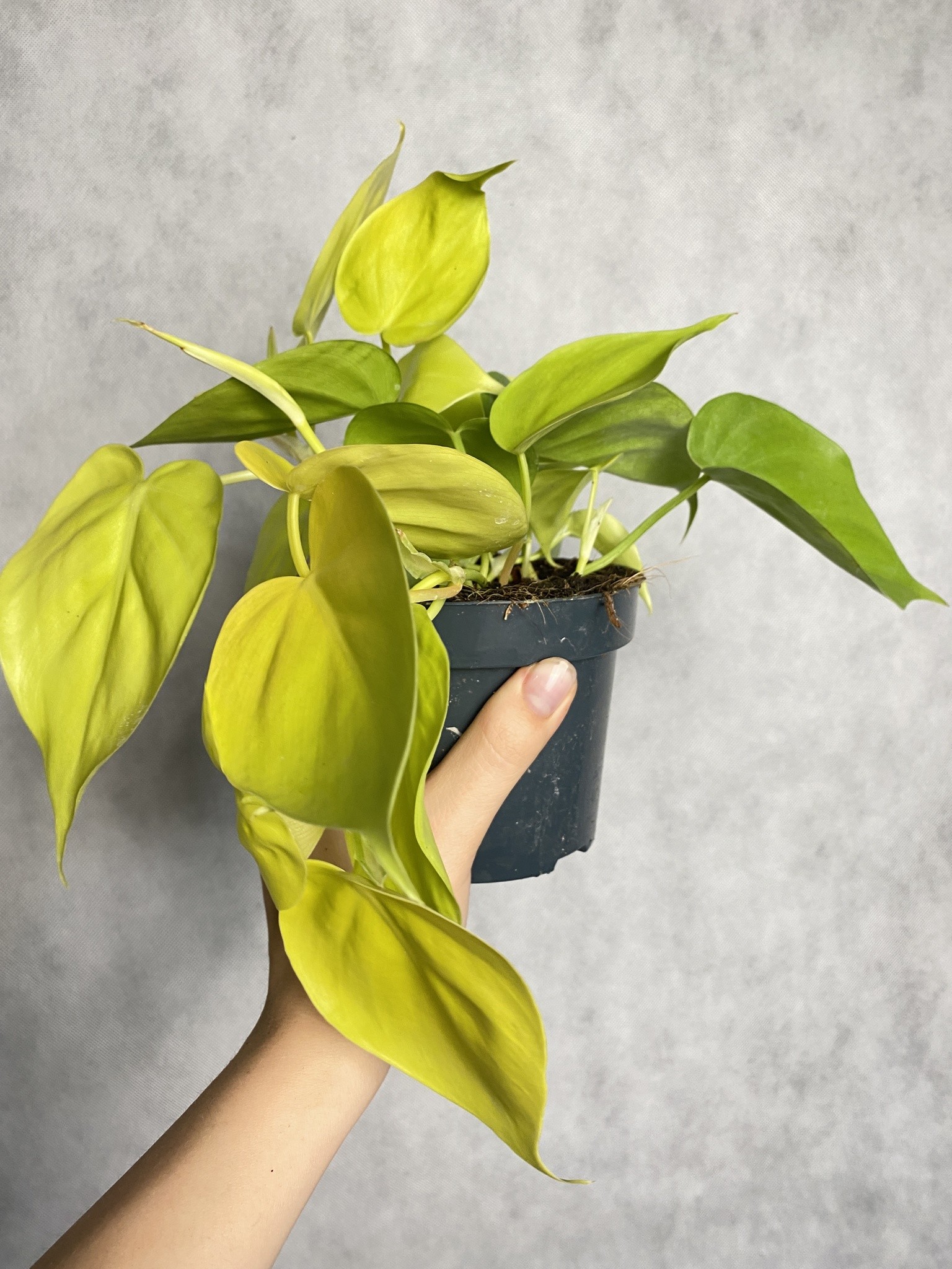 Philodendron Lime