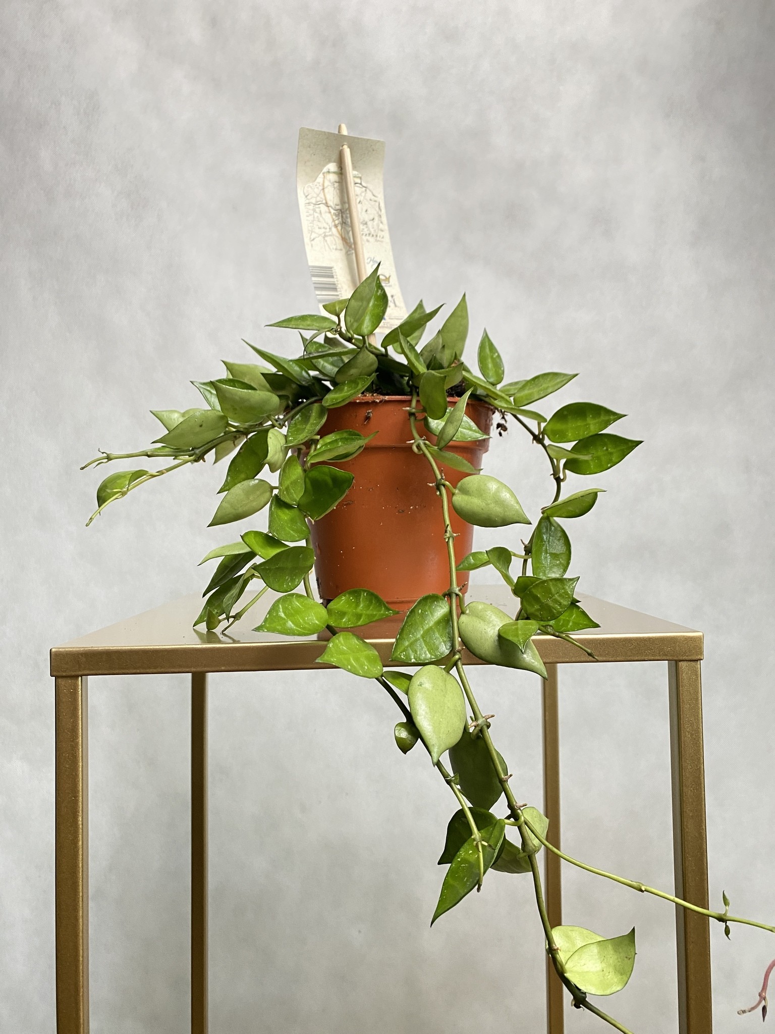Hoya krohniana