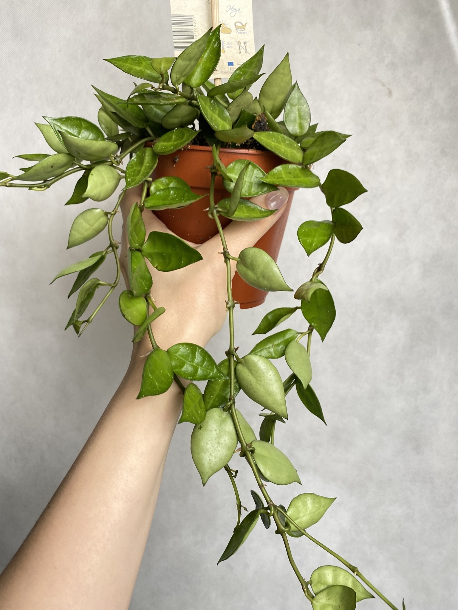 Hoya krohniana