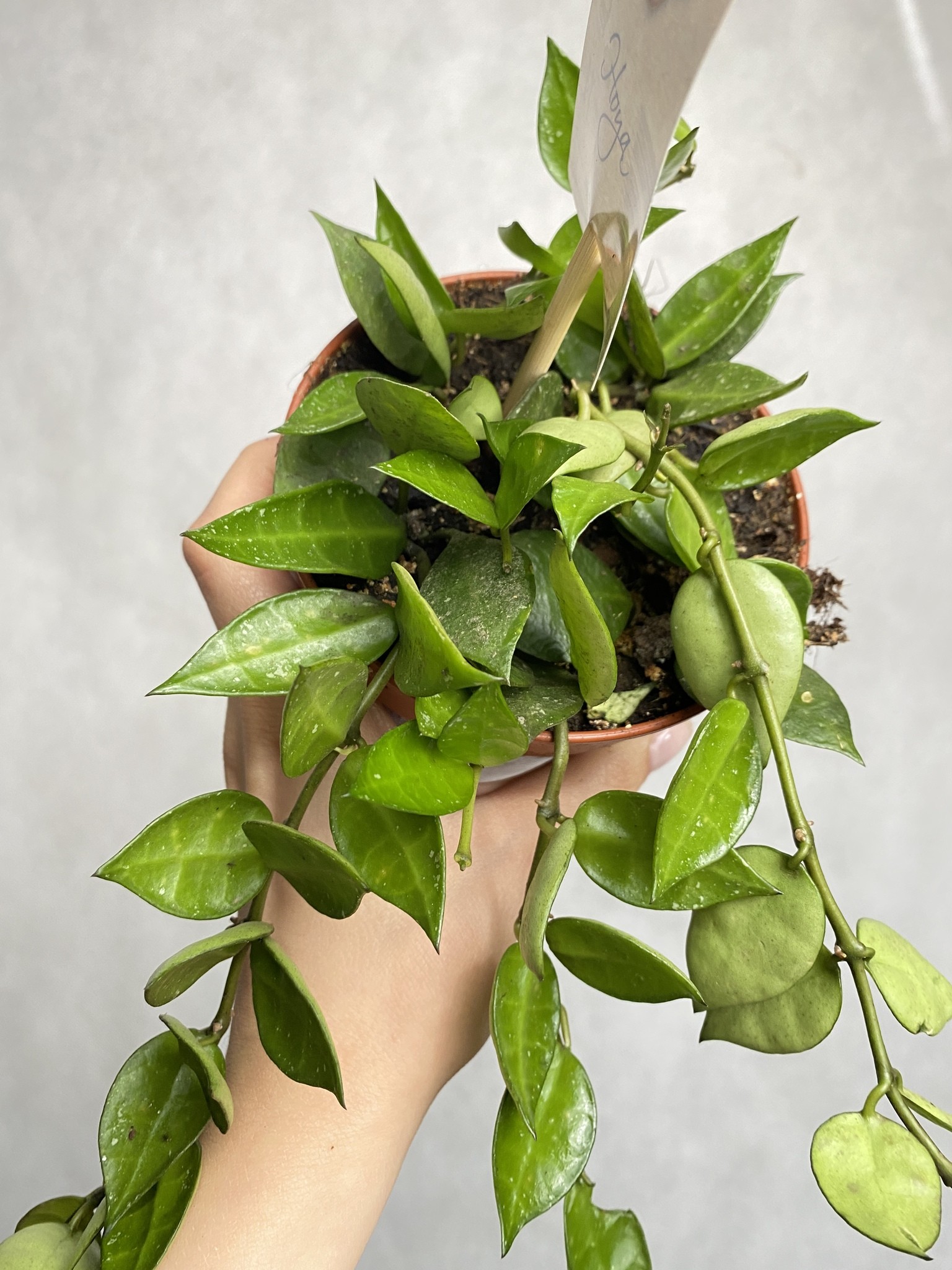 Hoya krohniana