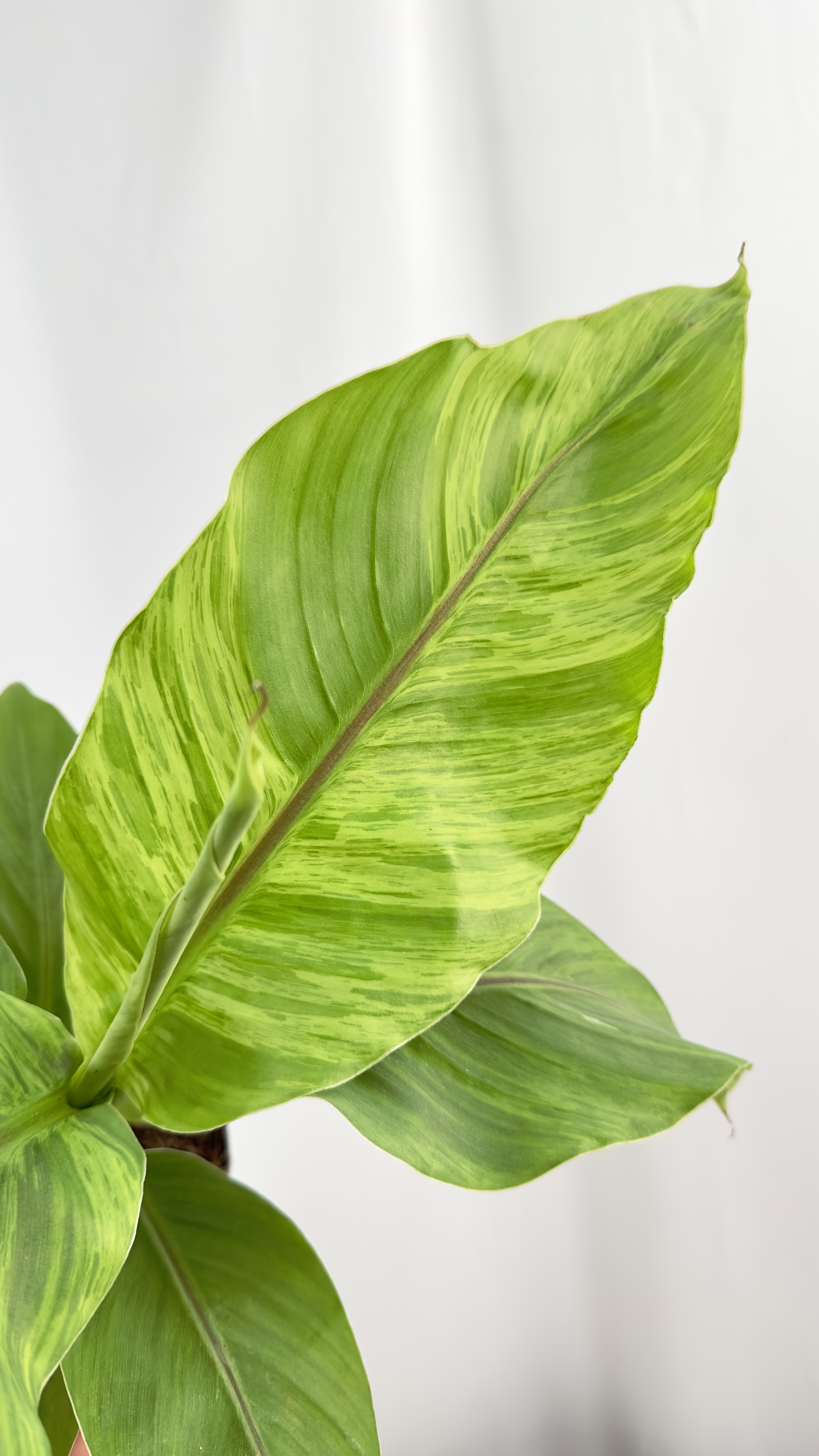 Musa basjo variegata