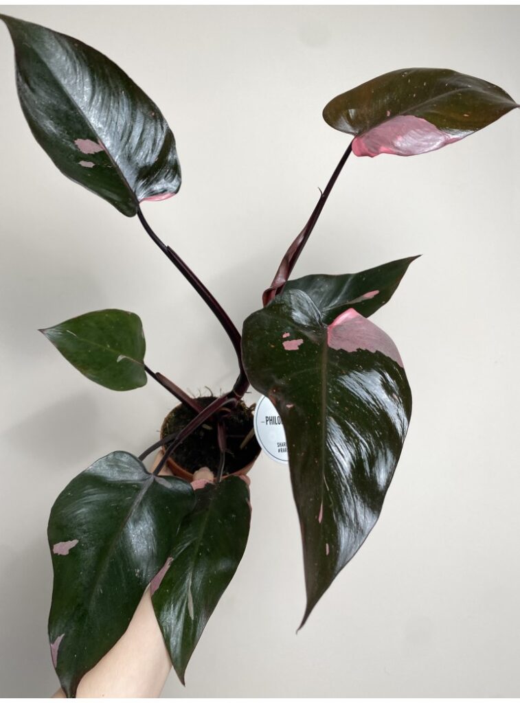 philodendron pink princess z różowymi przebarwieniami