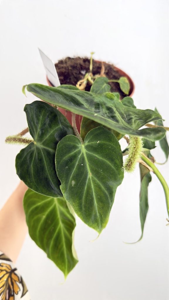 Philodendron Verrucosum