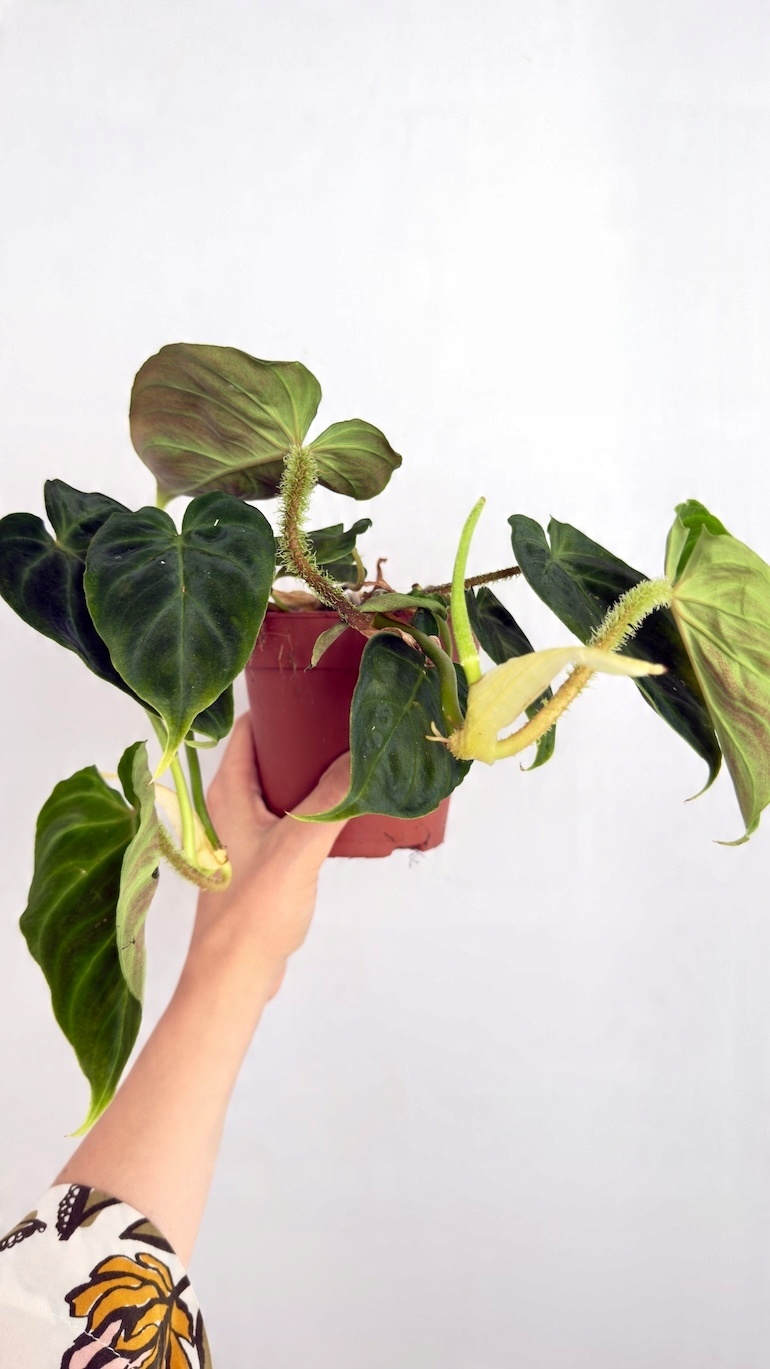 Philodendron Verrucosum