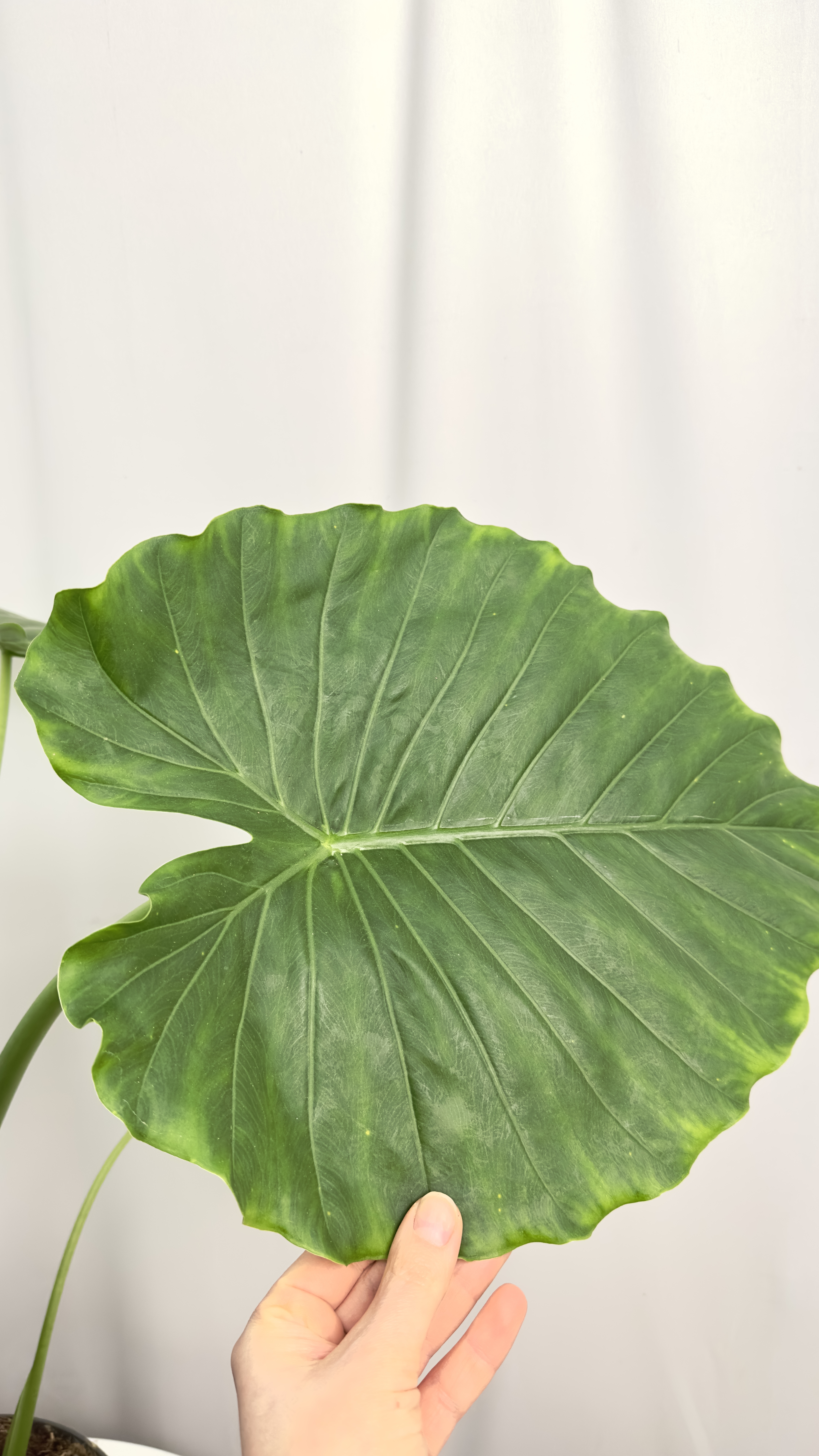 Colocasia esculenta