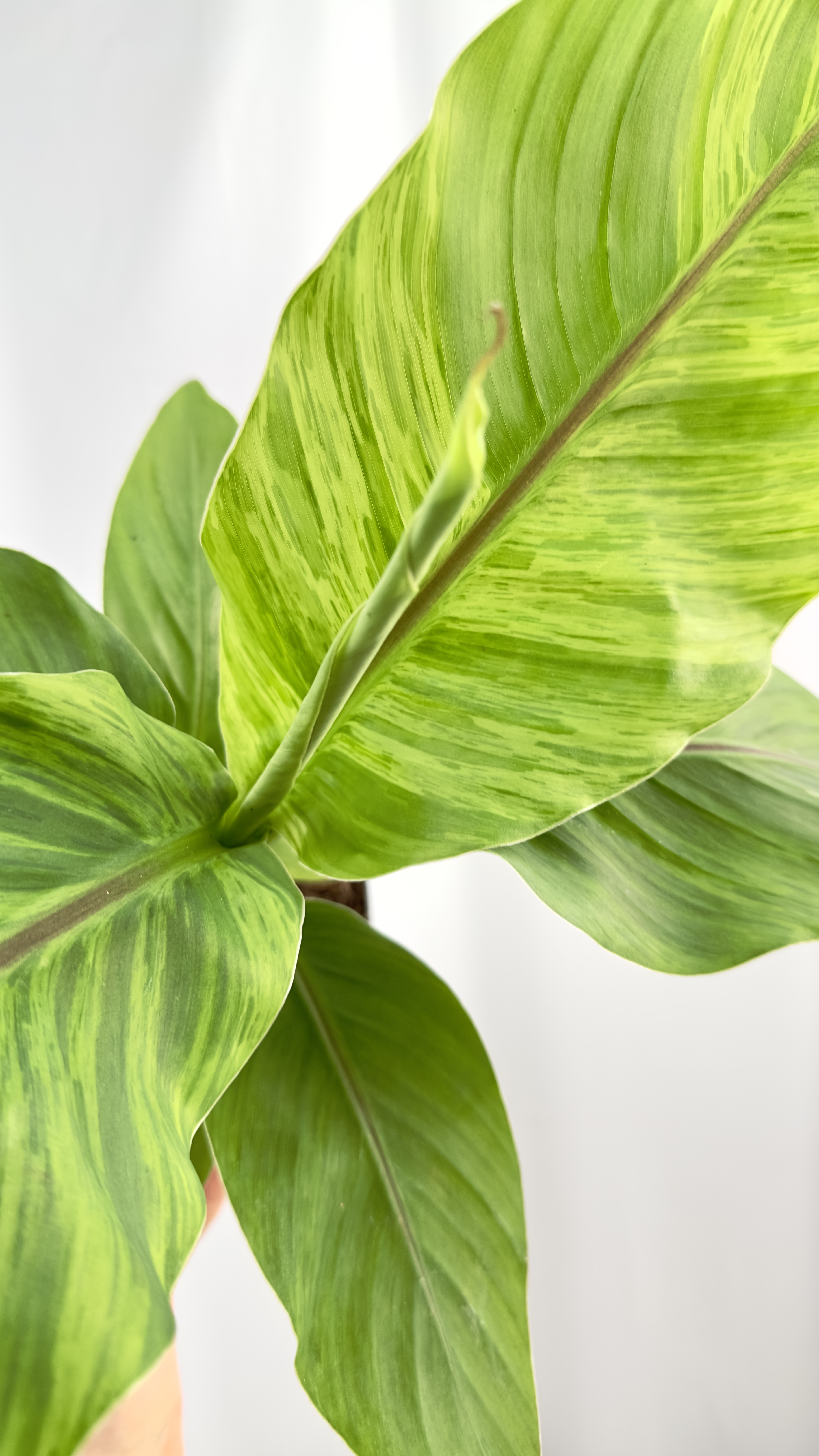 Musa basjo variegata