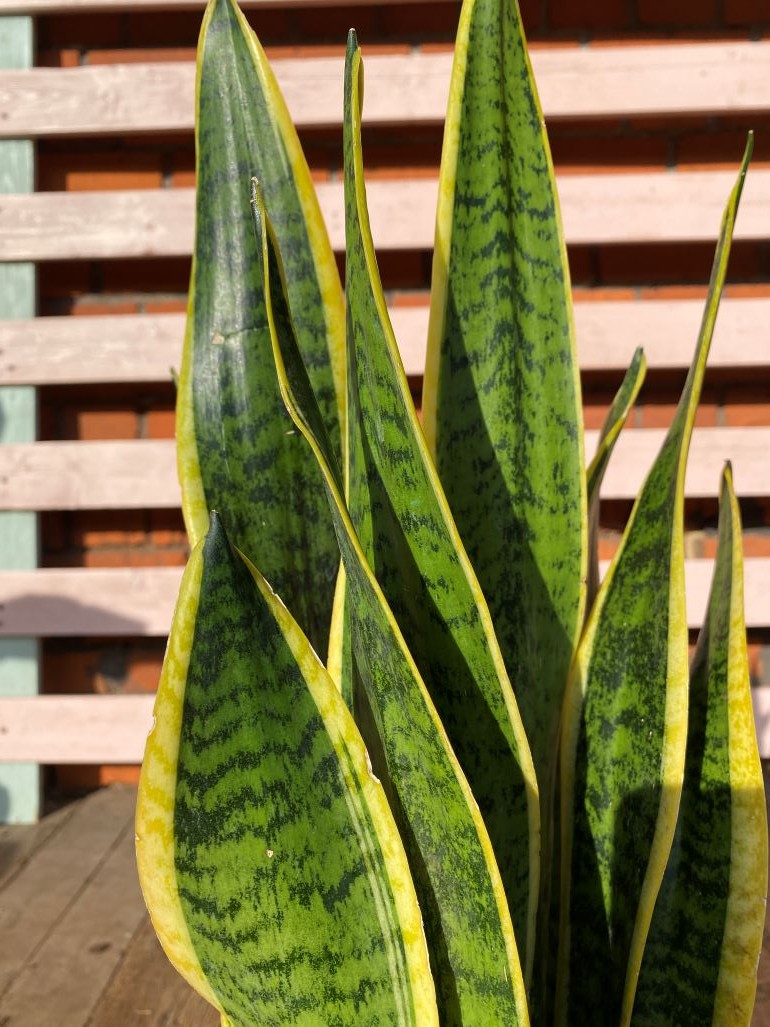 Sansevieria Laurentii