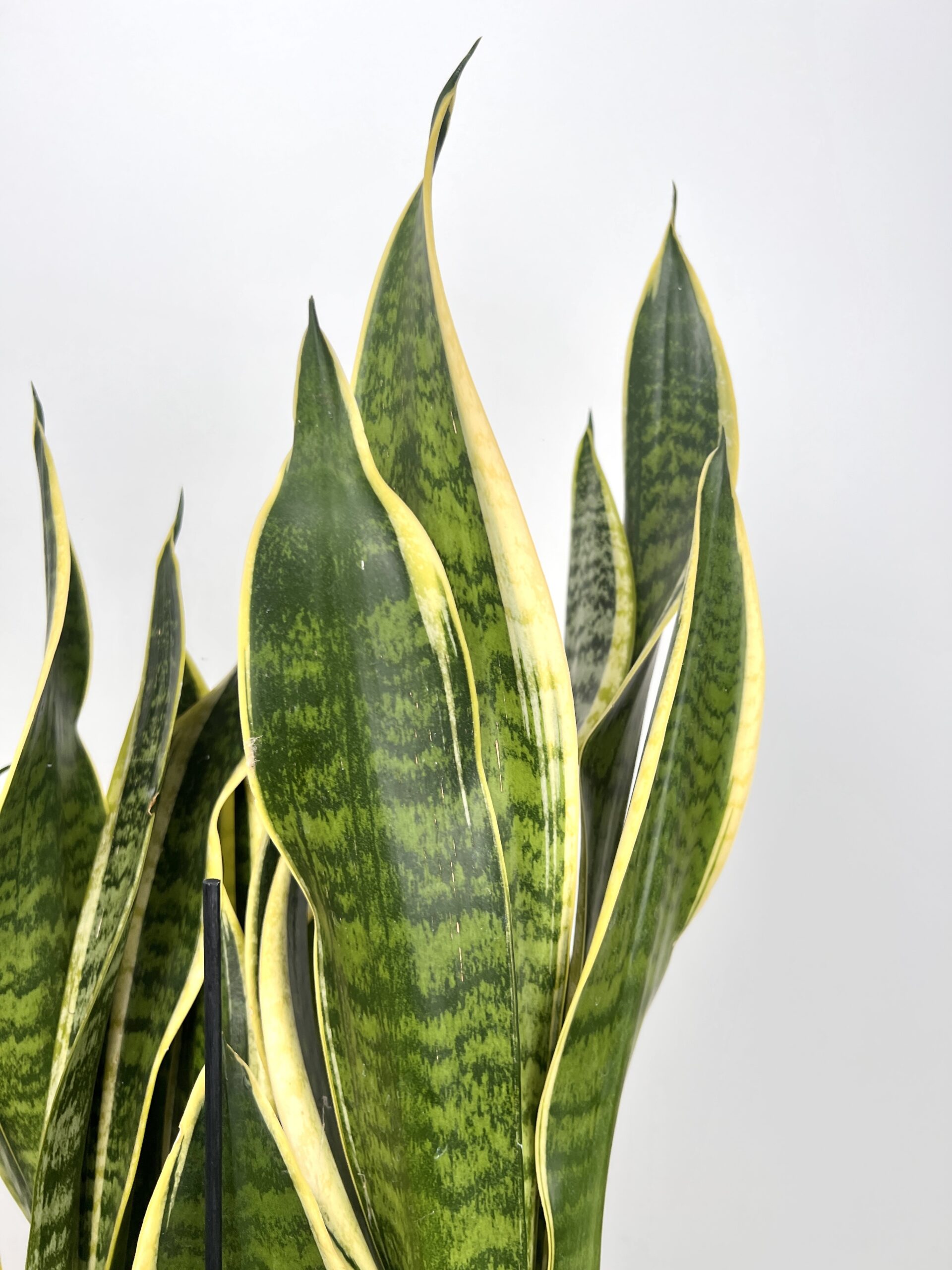 Sansevieria Laurentii