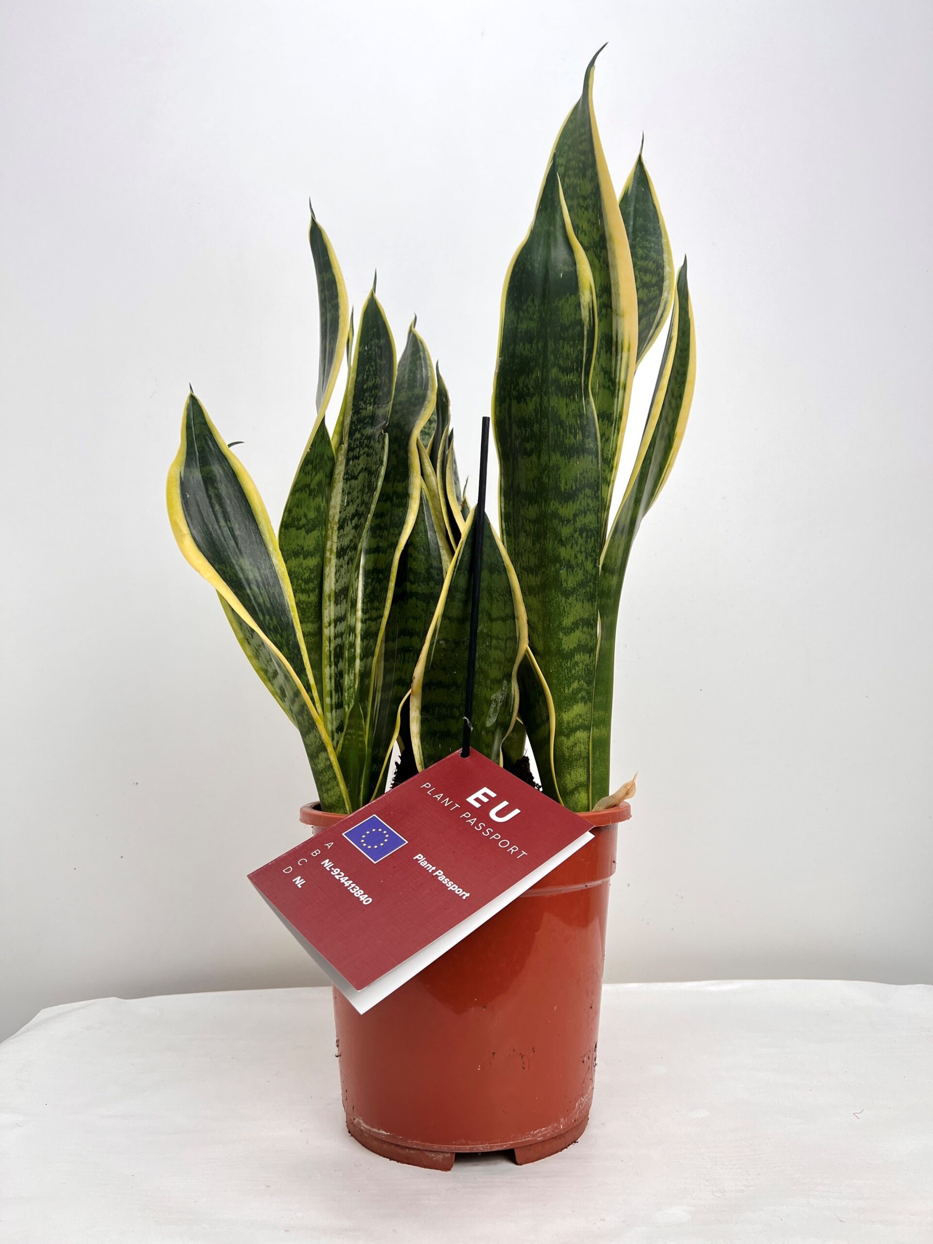 Sansevieria Laurentii