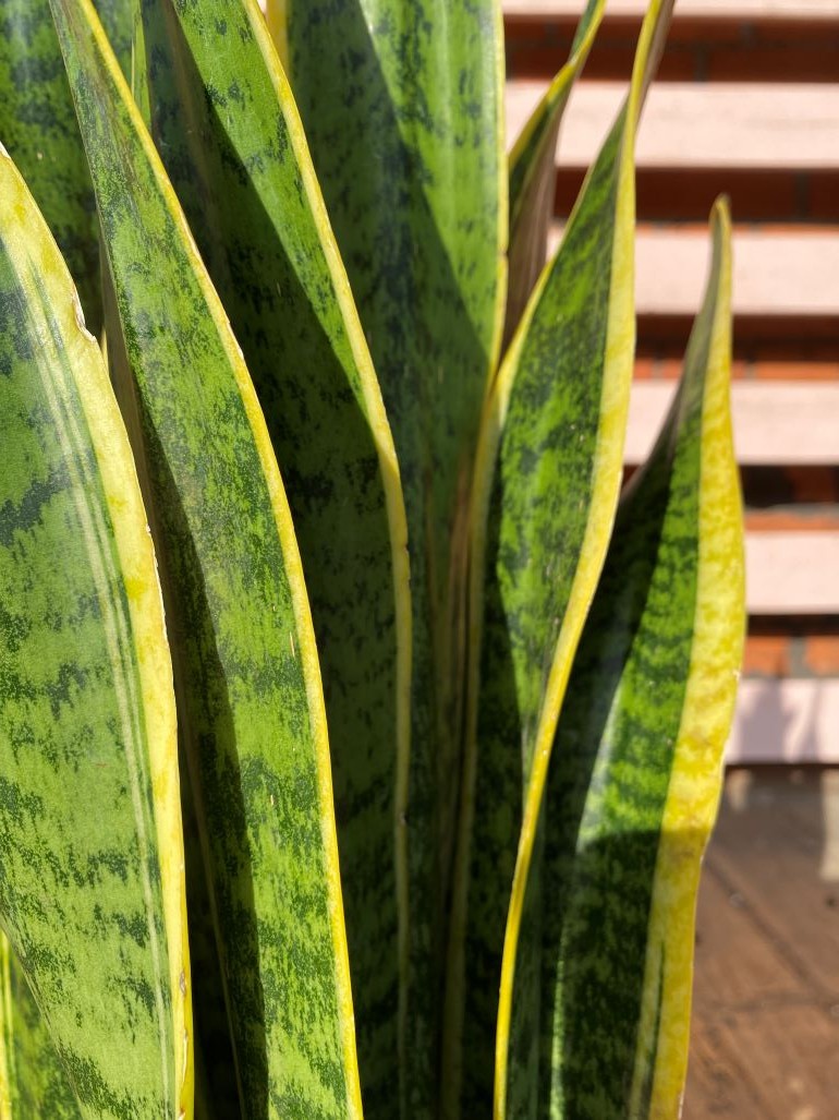 Sansevieria Laurentii